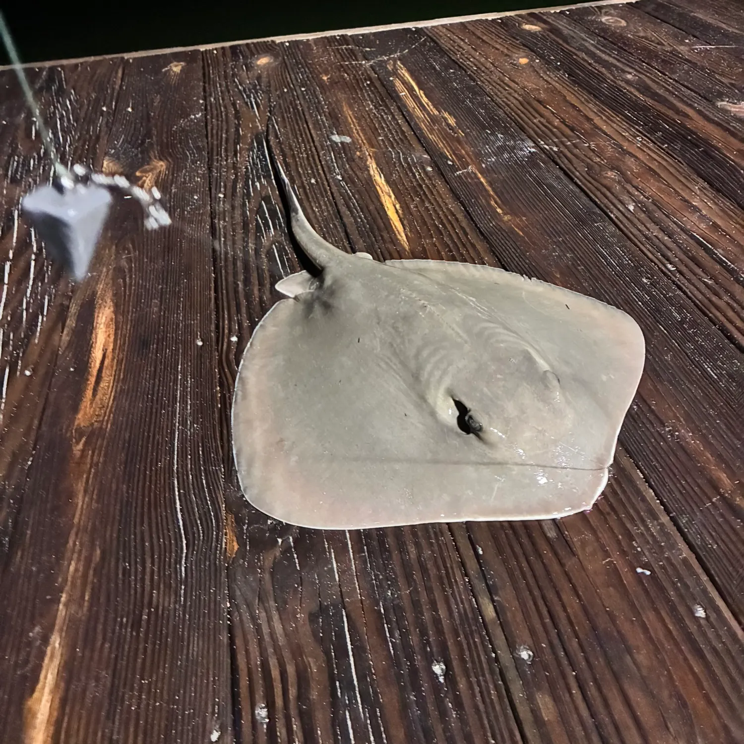 The most recent Southern stingray catches on Fishbrain