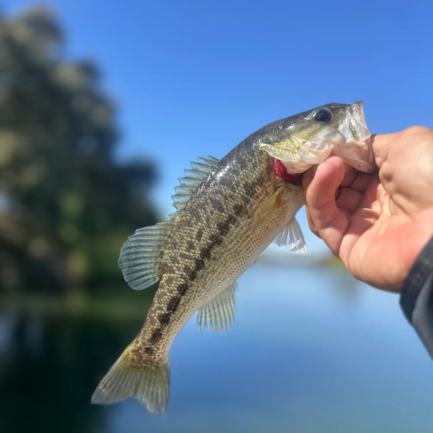 Spotted bass caught on Fishbrain