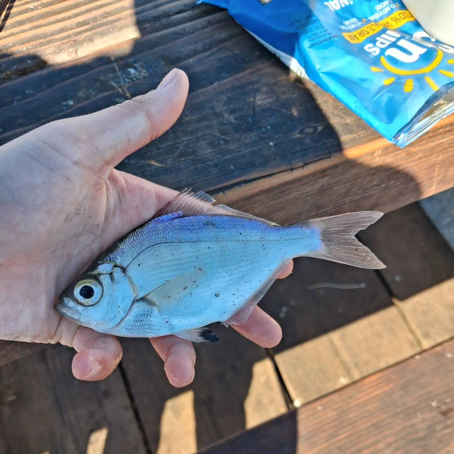 The most recent Walleye surfperch catches on Fishbrain