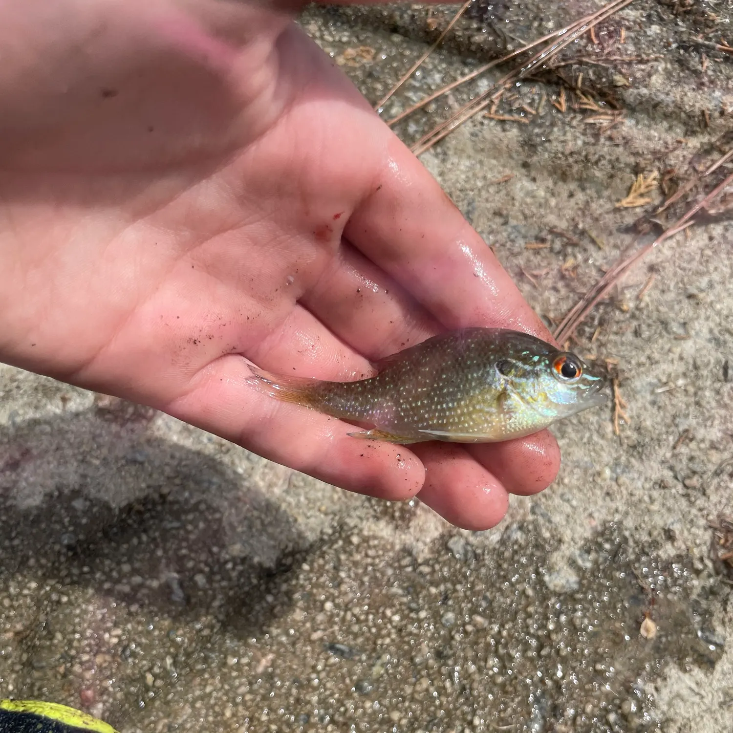 Green sunfish caught on Fishbrain