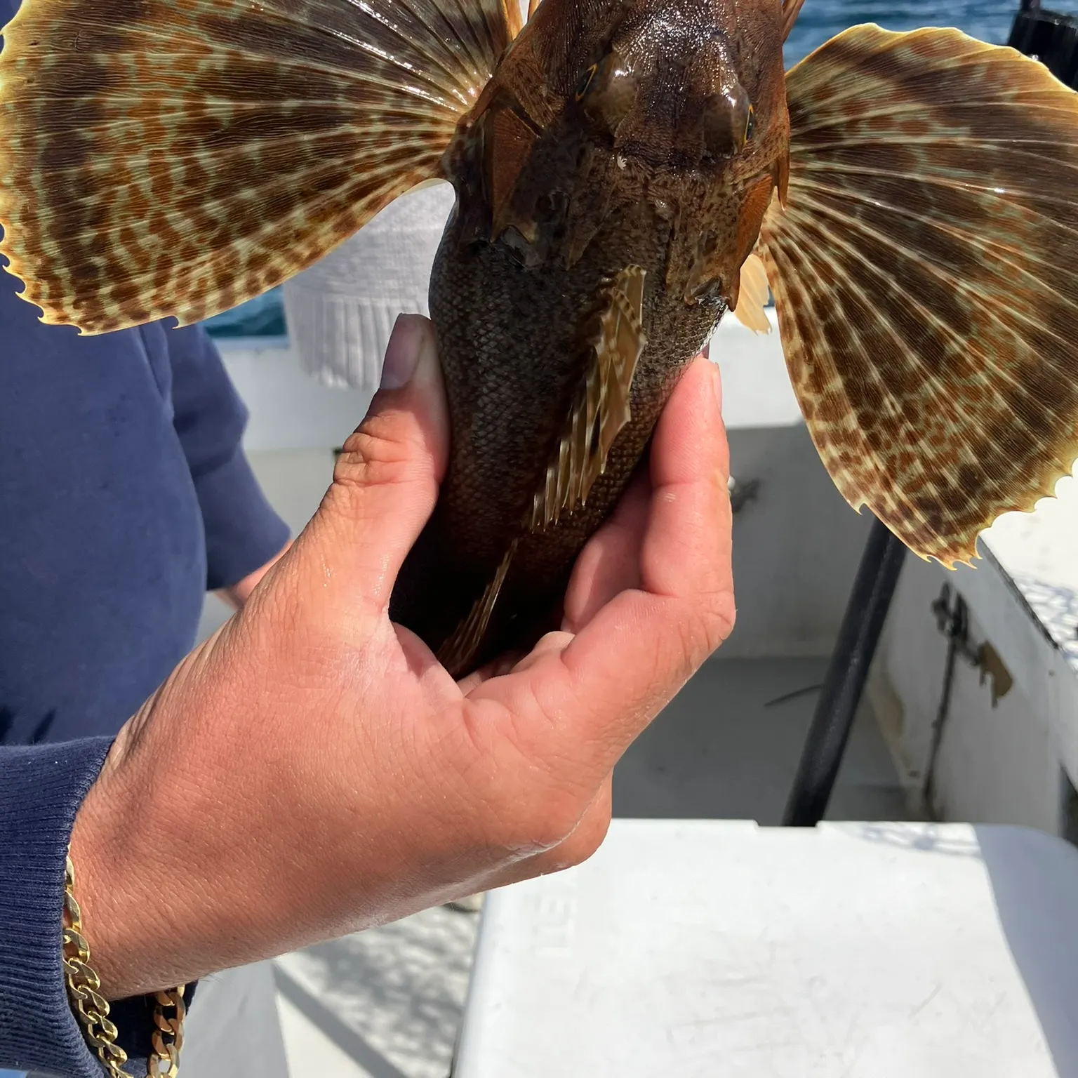 The most recent Striped searobin catches on Fishbrain