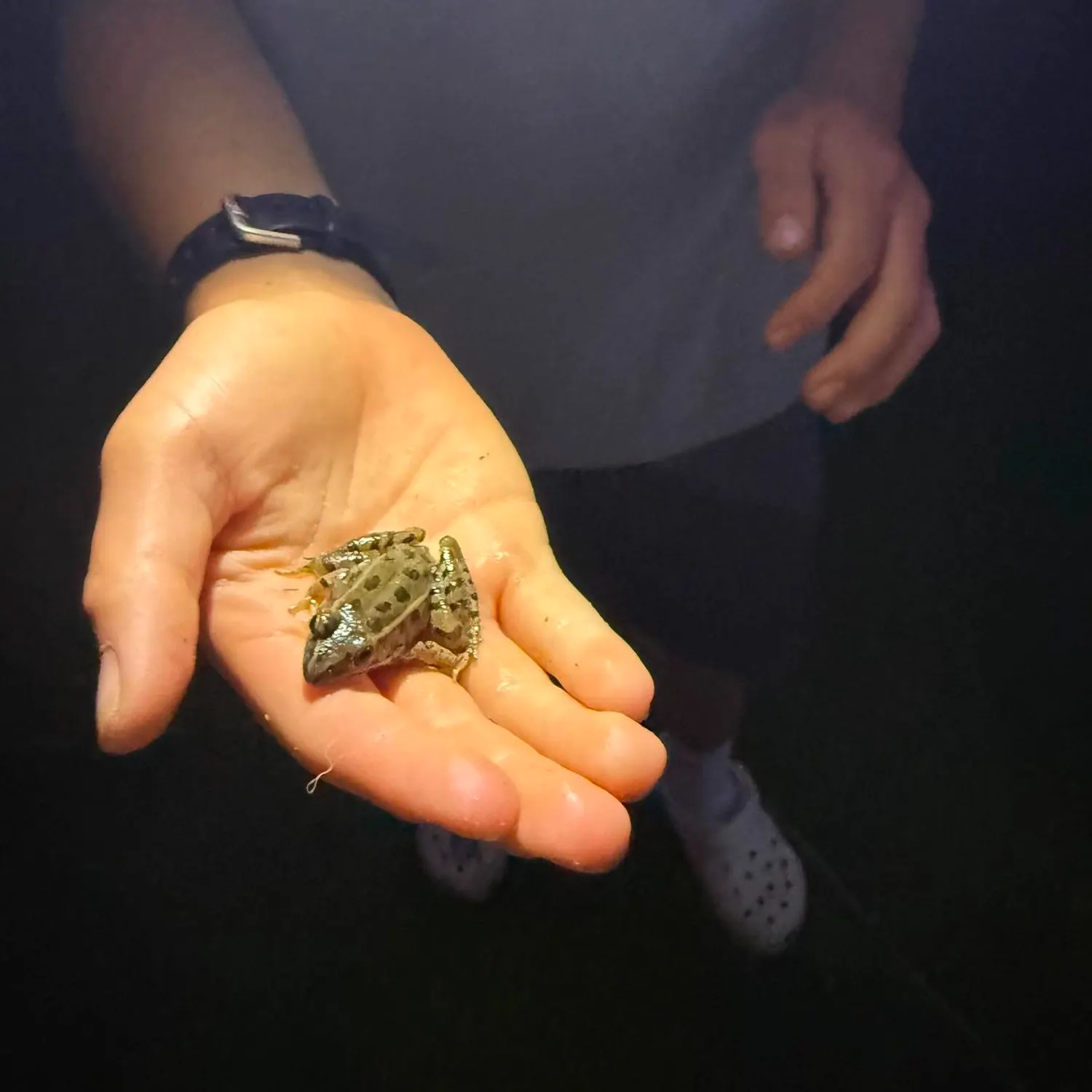 Northern leopard frog caught on Fishbrain
