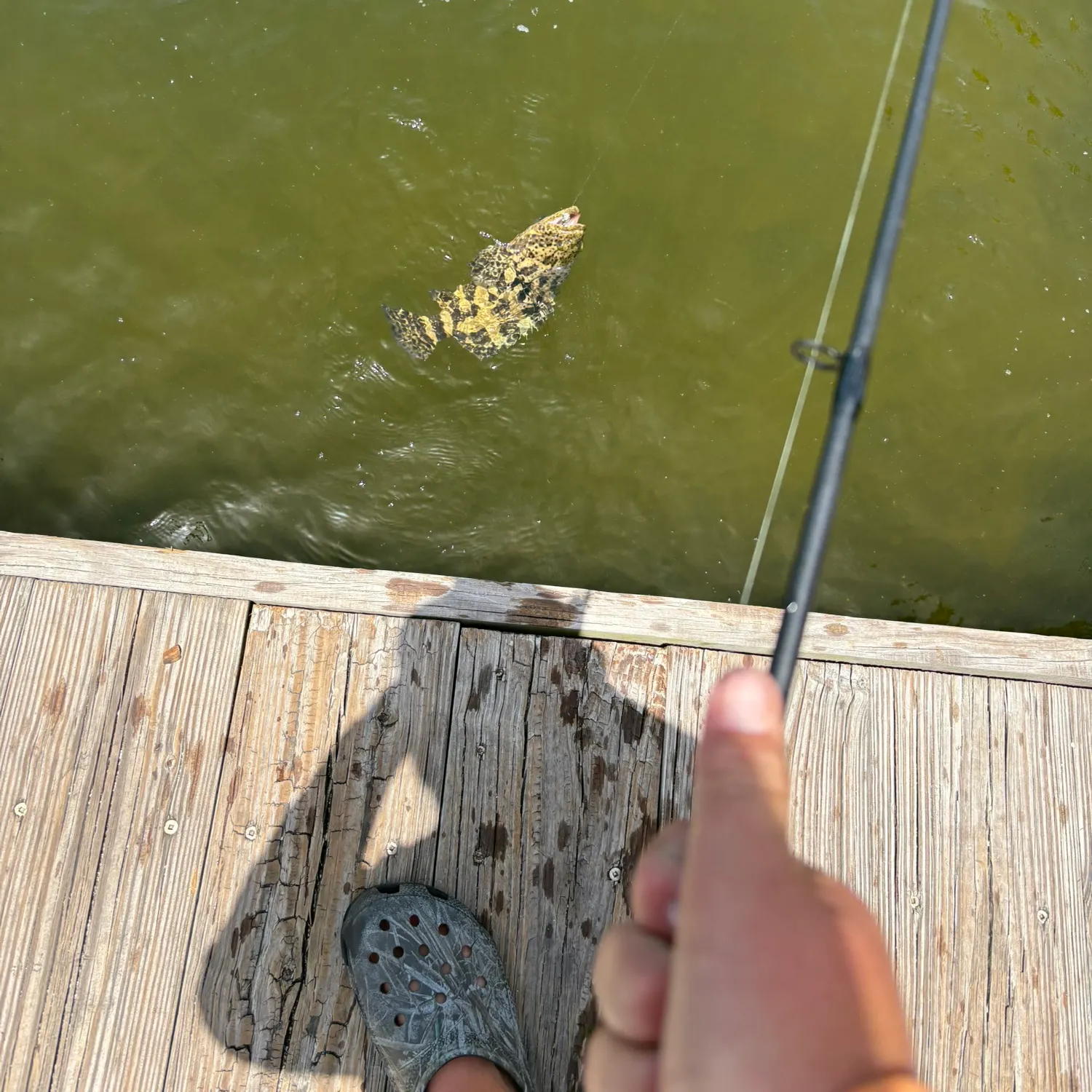 The most recent Pacific goliath grouper catches on Fishbrain