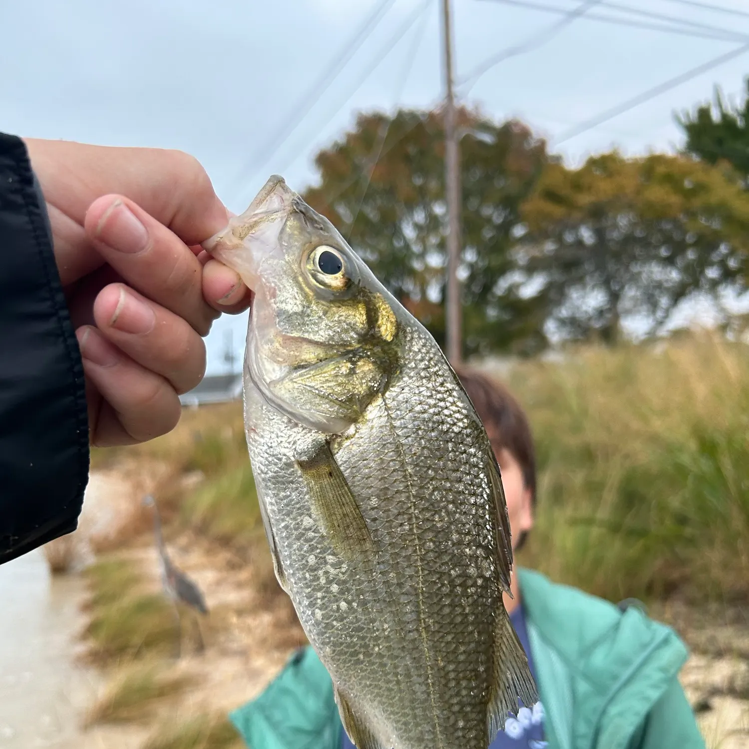 catch