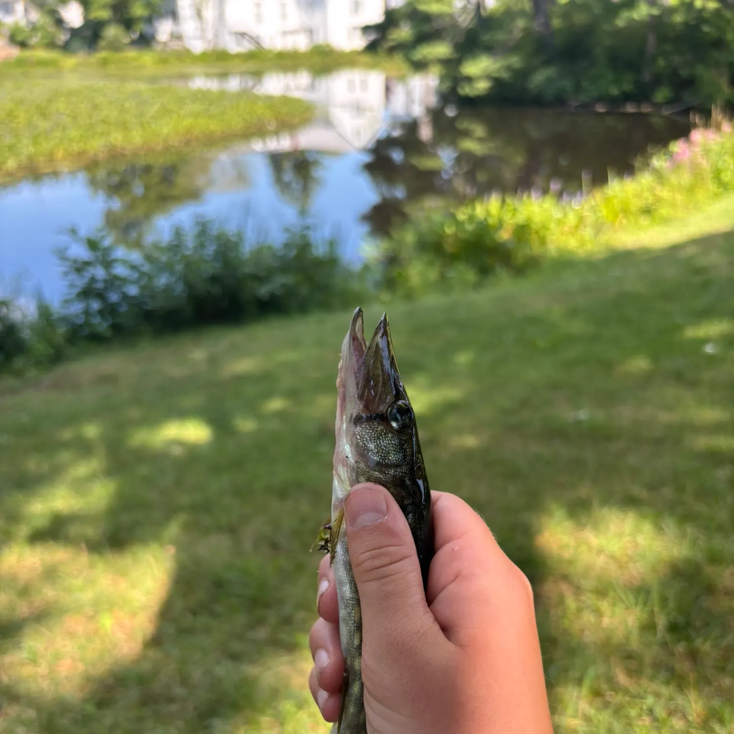 Chain pickerel caught on Fishbrain
