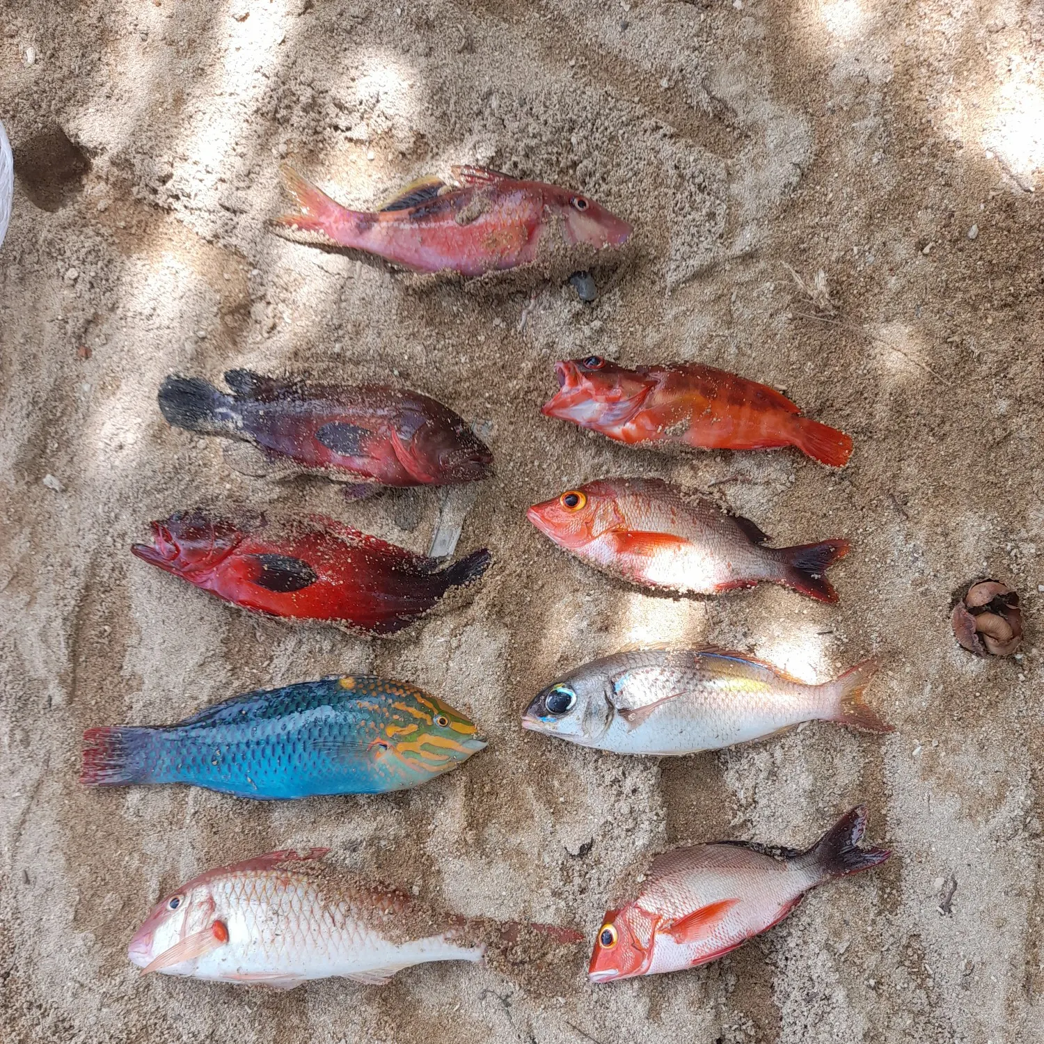 recently logged catches