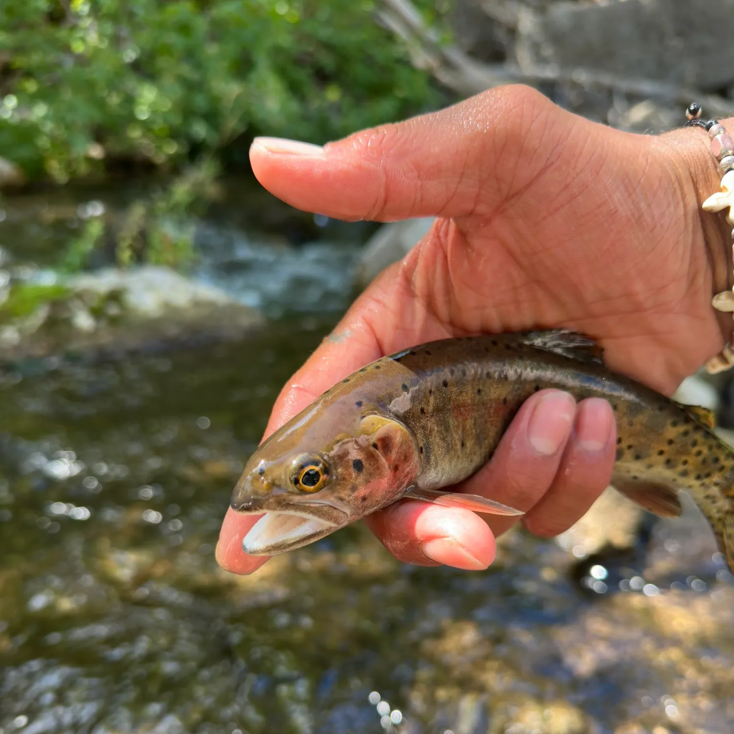The most recent Bonneville cutthroat trout catches on Fishbrain