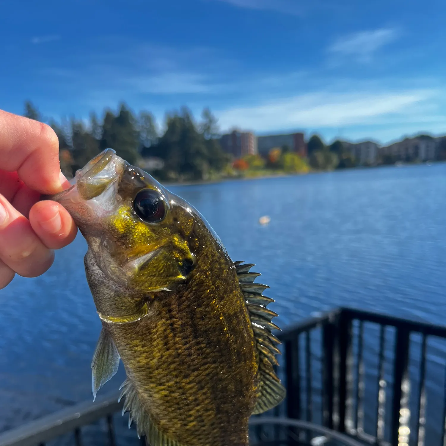 Rock bass caught on Fishbrain
