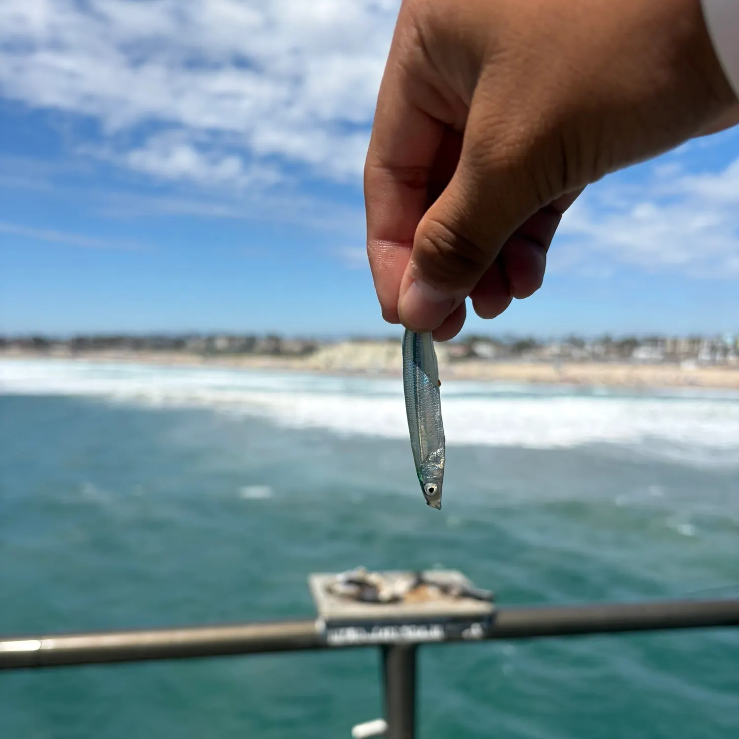The most recent California grunion catches on Fishbrain