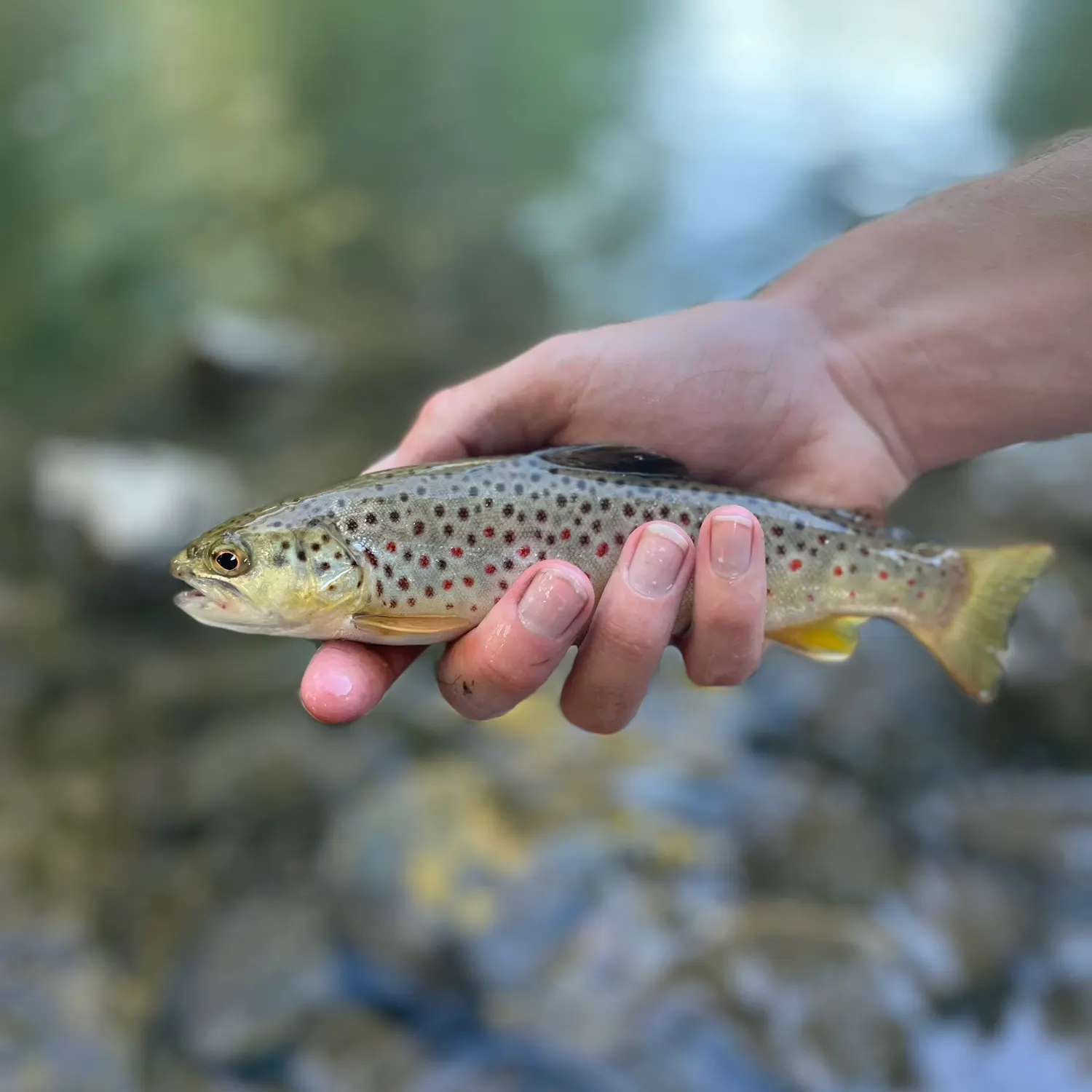Brown trout caught on Fishbrain