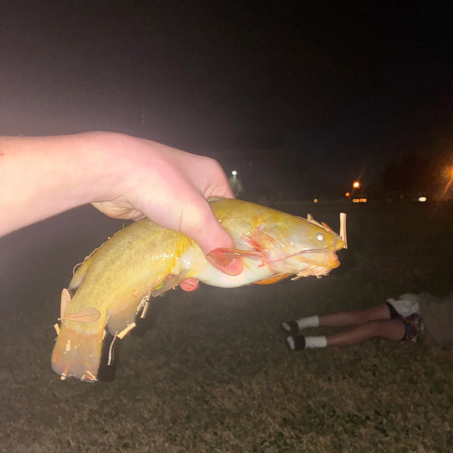 The most recent Yellow bullhead catches on Fishbrain