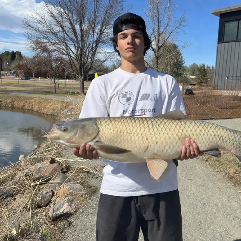 The most recent Grass carp catches on Fishbrain