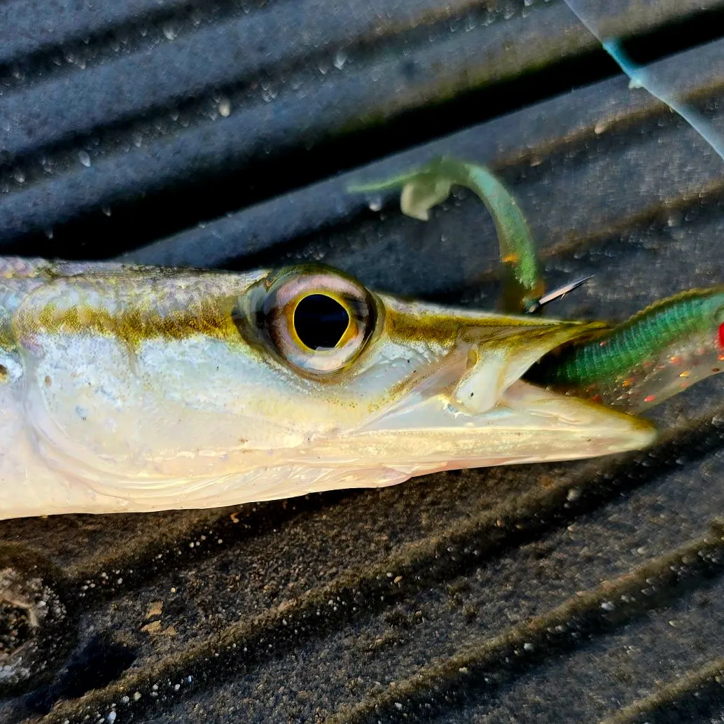 The most recent Common pike conger catches on Fishbrain