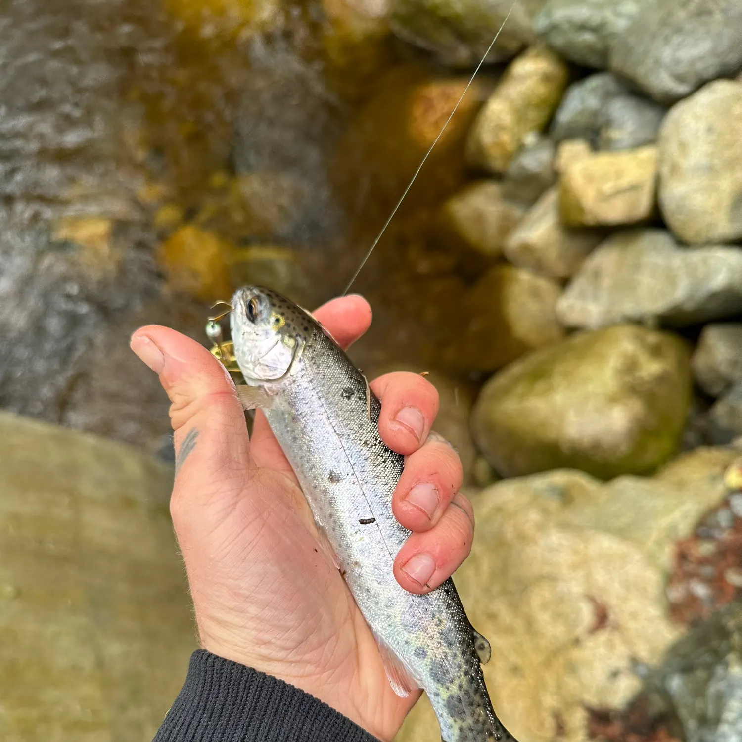 Coastal cutthroat trout caught on Fishbrain