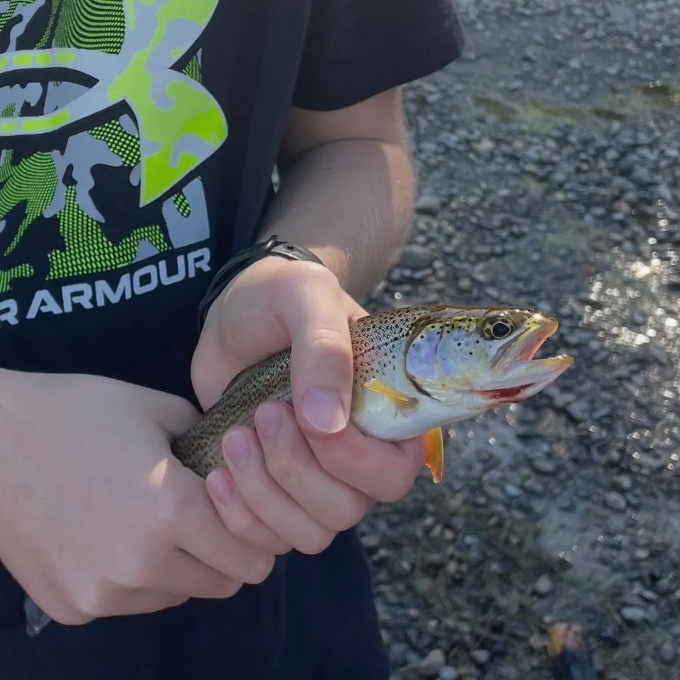 Coastal cutthroat trout caught on Fishbrain