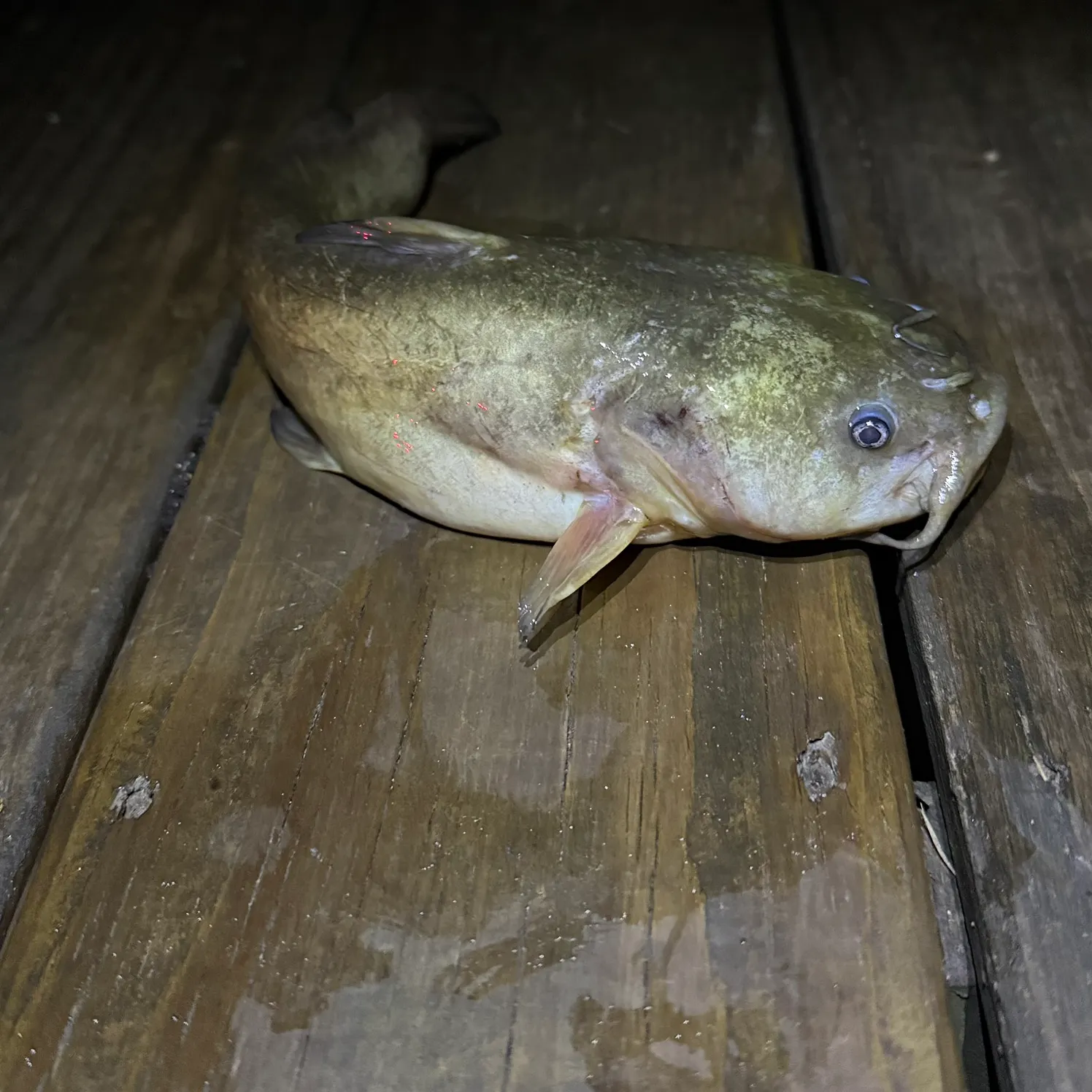 Yellow bullhead caught on Fishbrain