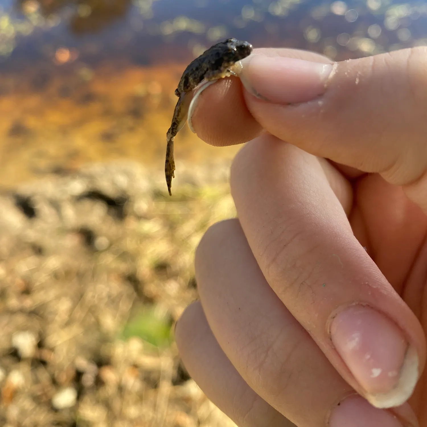 The most recent Warty frogfish catches on Fishbrain