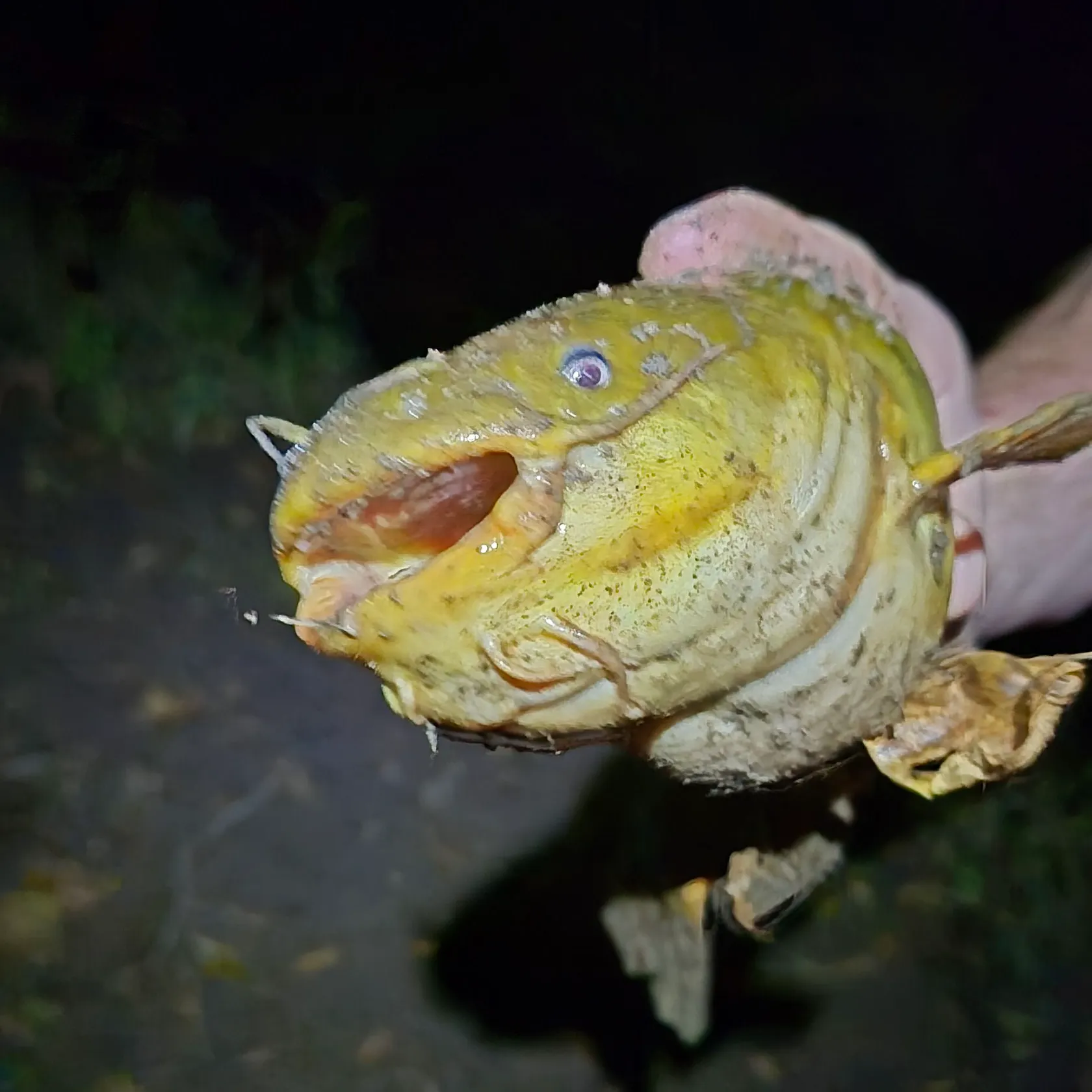 Yellow bullhead caught on Fishbrain