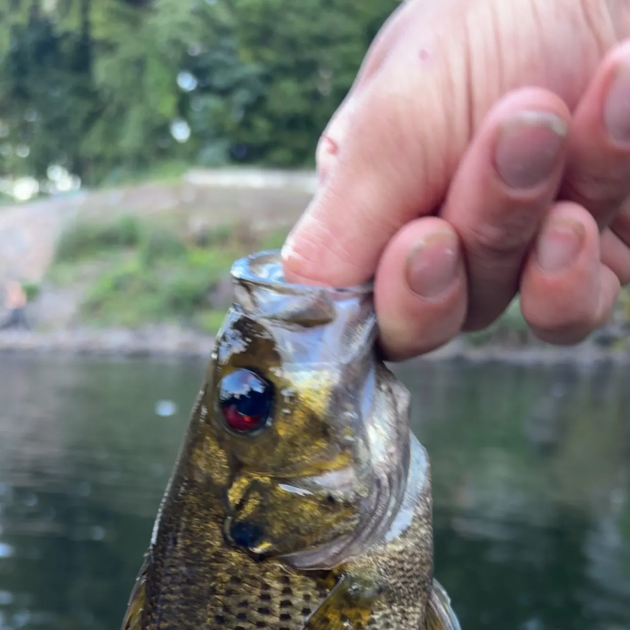 Rock bass caught on Fishbrain