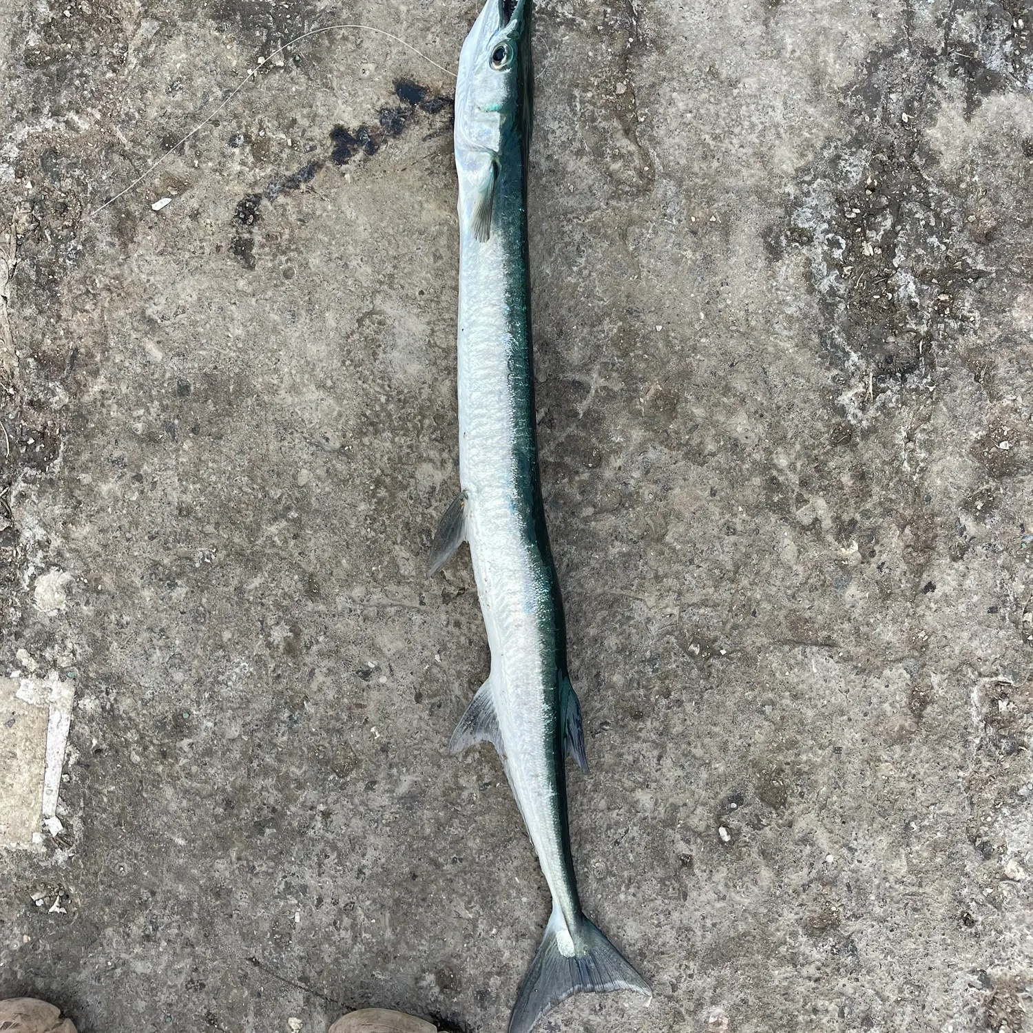 The most recent Hound needlefish catches on Fishbrain