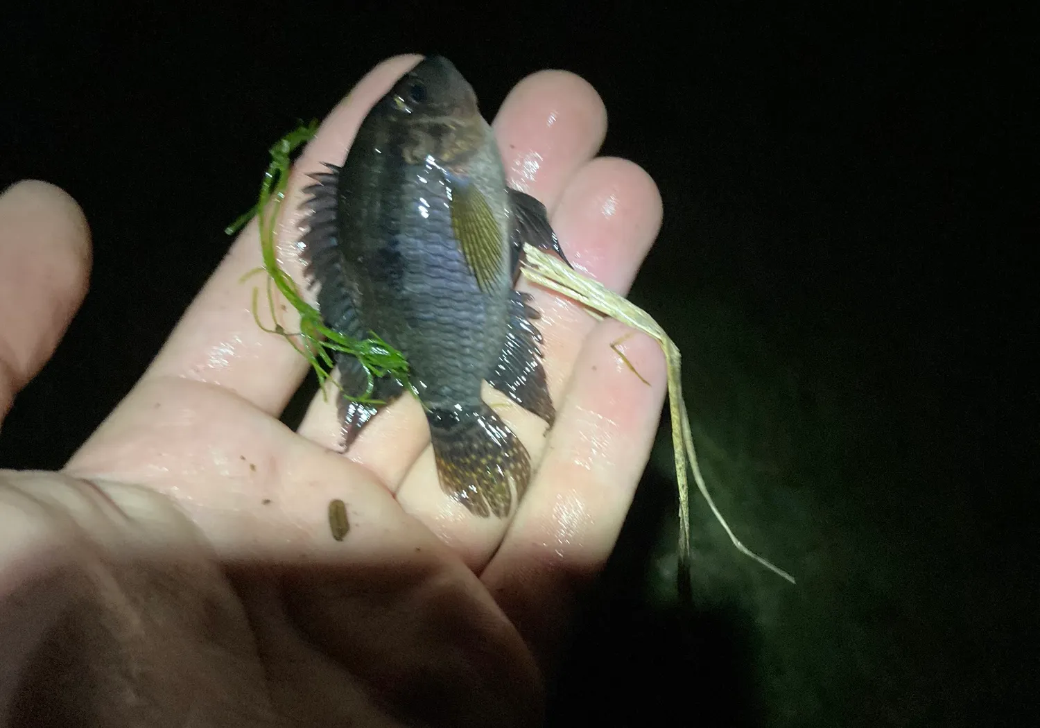 Jaguar cichlid