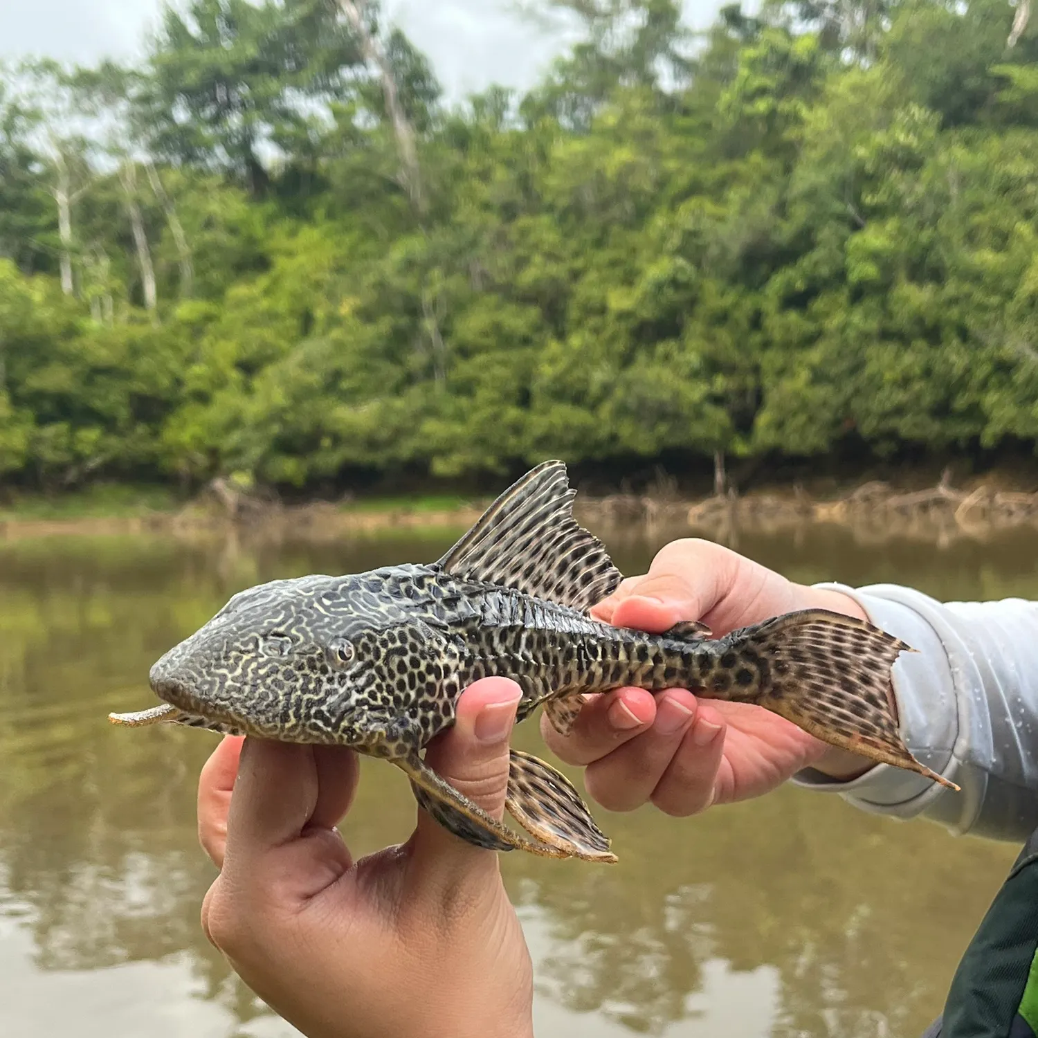 The most recent Suckermouth catfish catches on Fishbrain