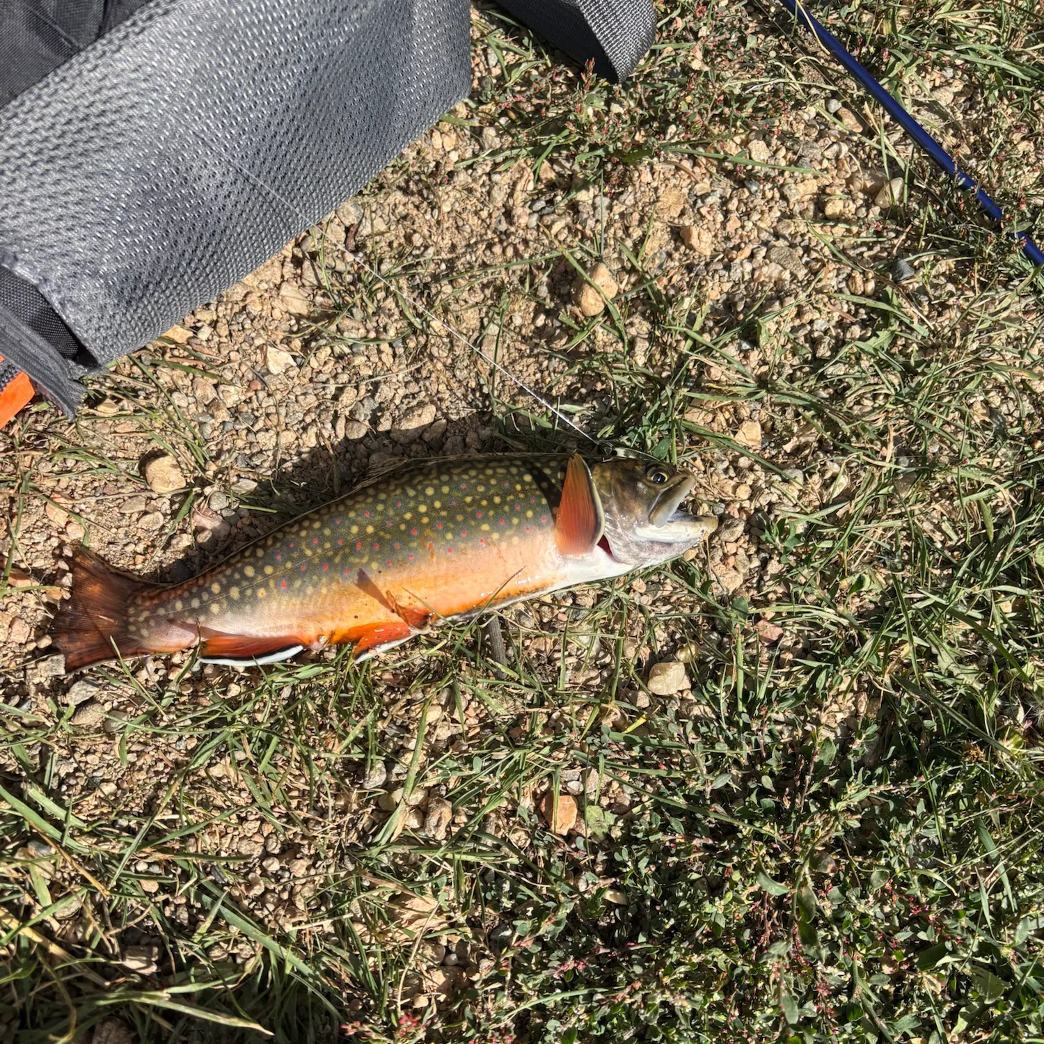 Brook trout caught on Fishbrain