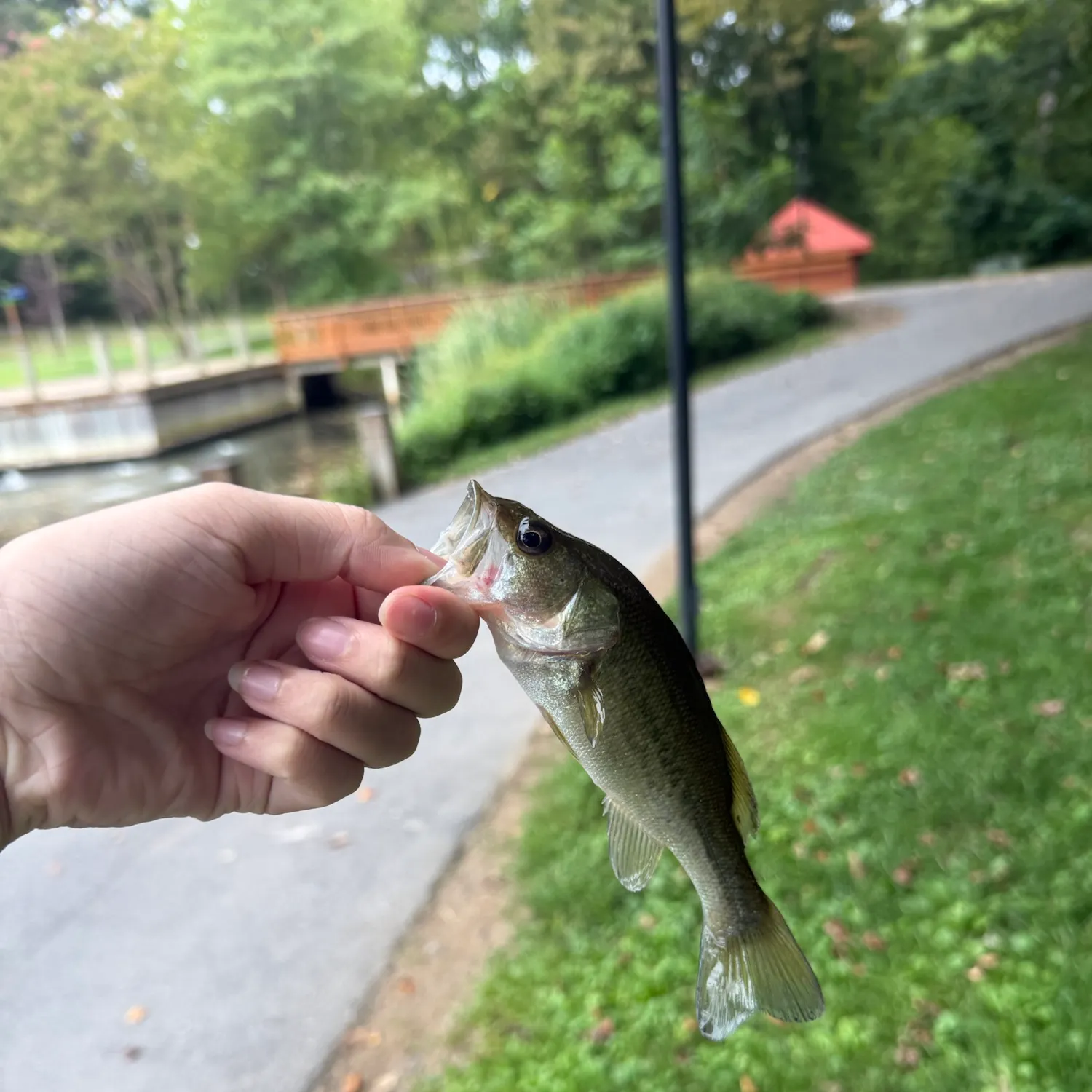 Largemouth bass caught on Fishbrain