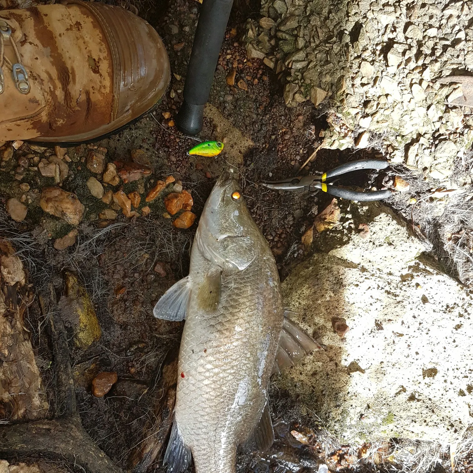 Barramundi caught on Fishbrain