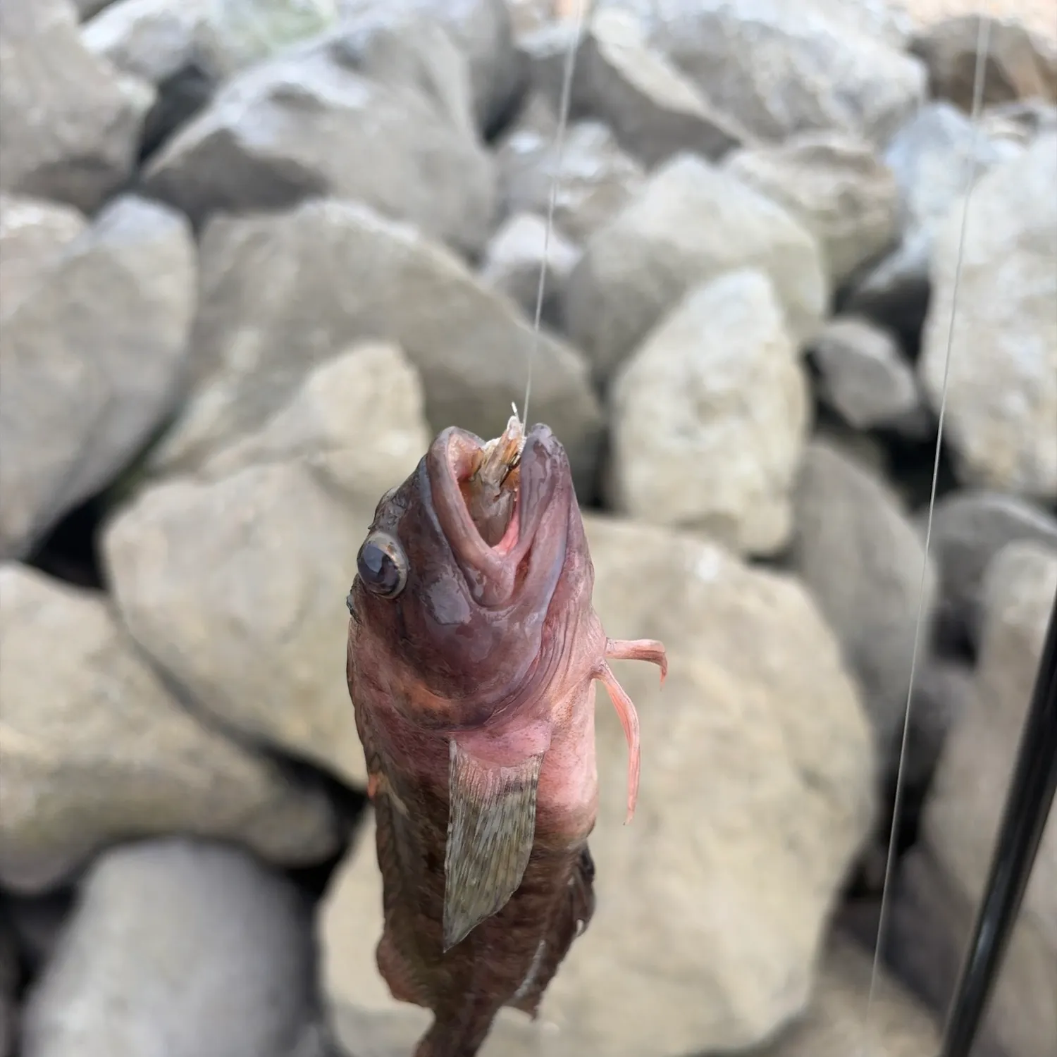 Hairy blenny caught on Fishbrain