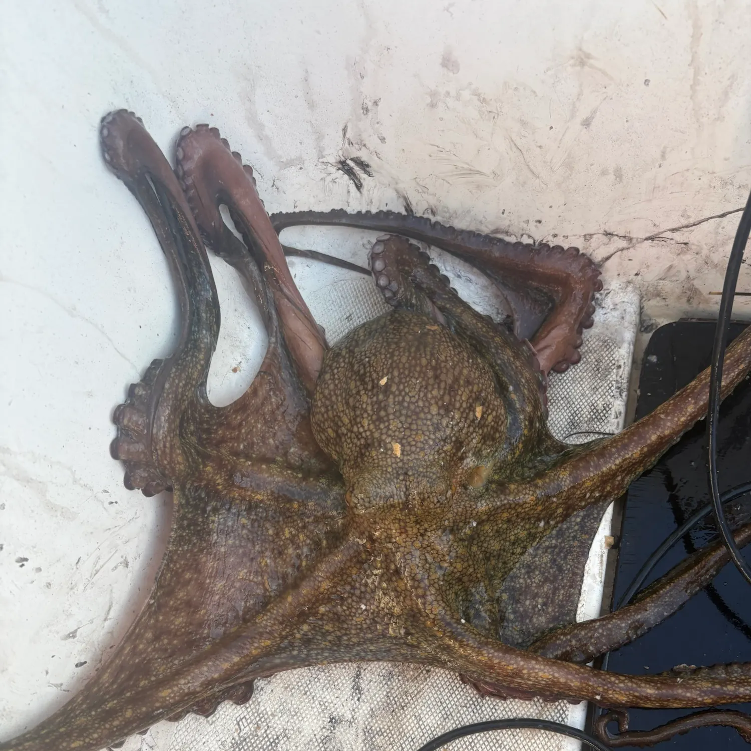 Common octopus caught on Fishbrain