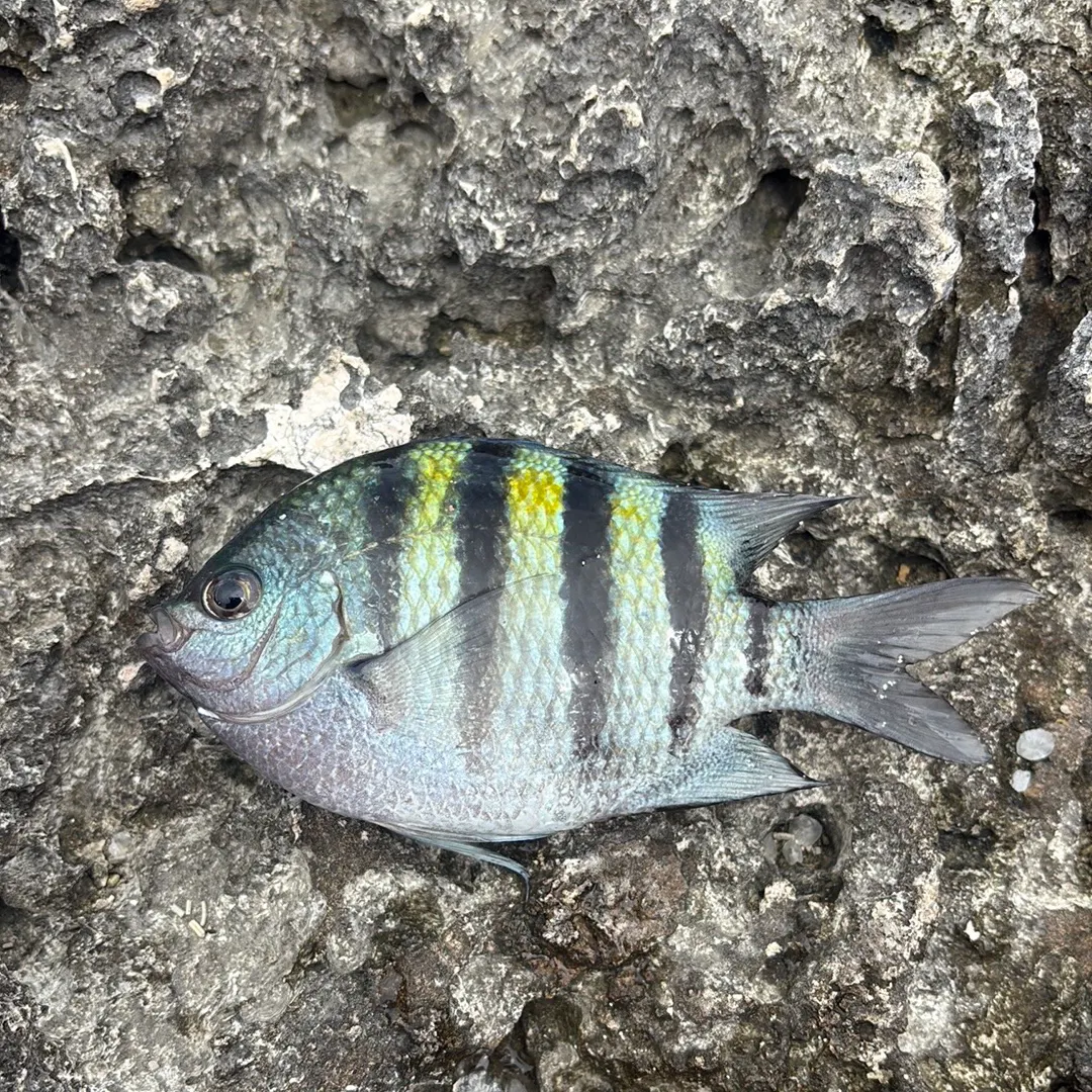 The most recent Atlantic spadefish catches on Fishbrain