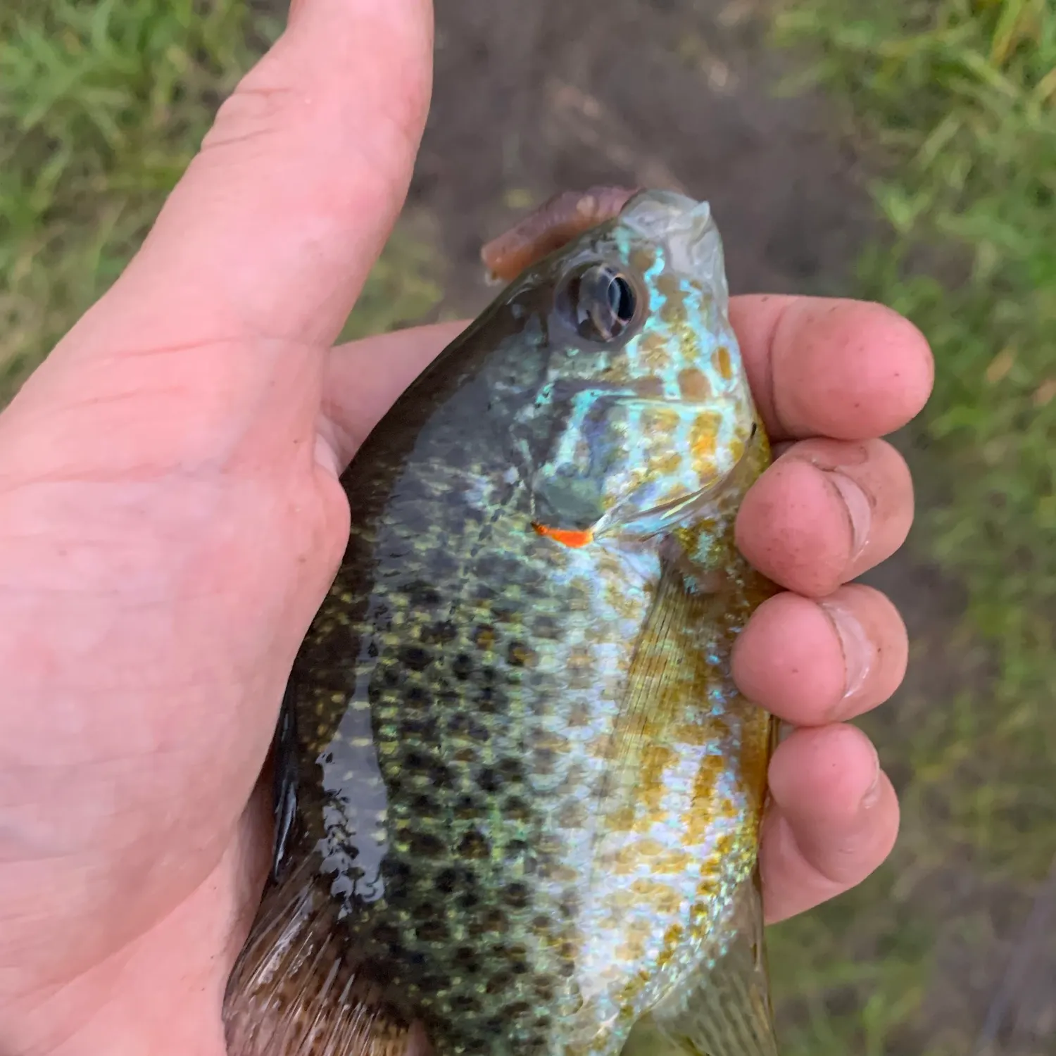 Pumpkinseed caught on Fishbrain