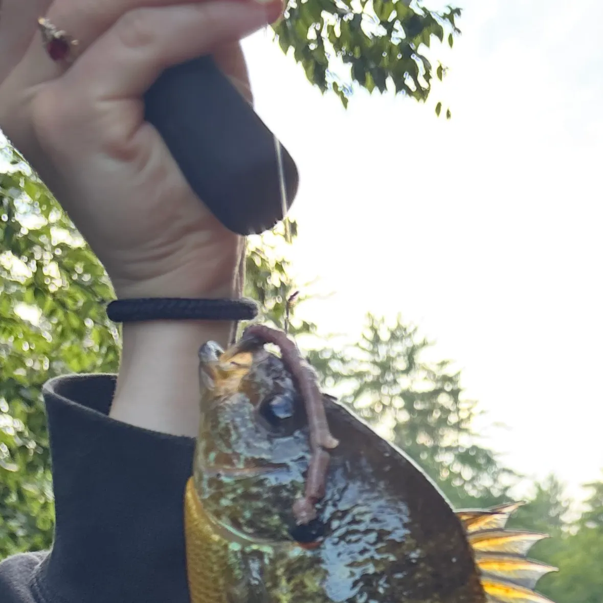 Pumpkinseed caught on Fishbrain