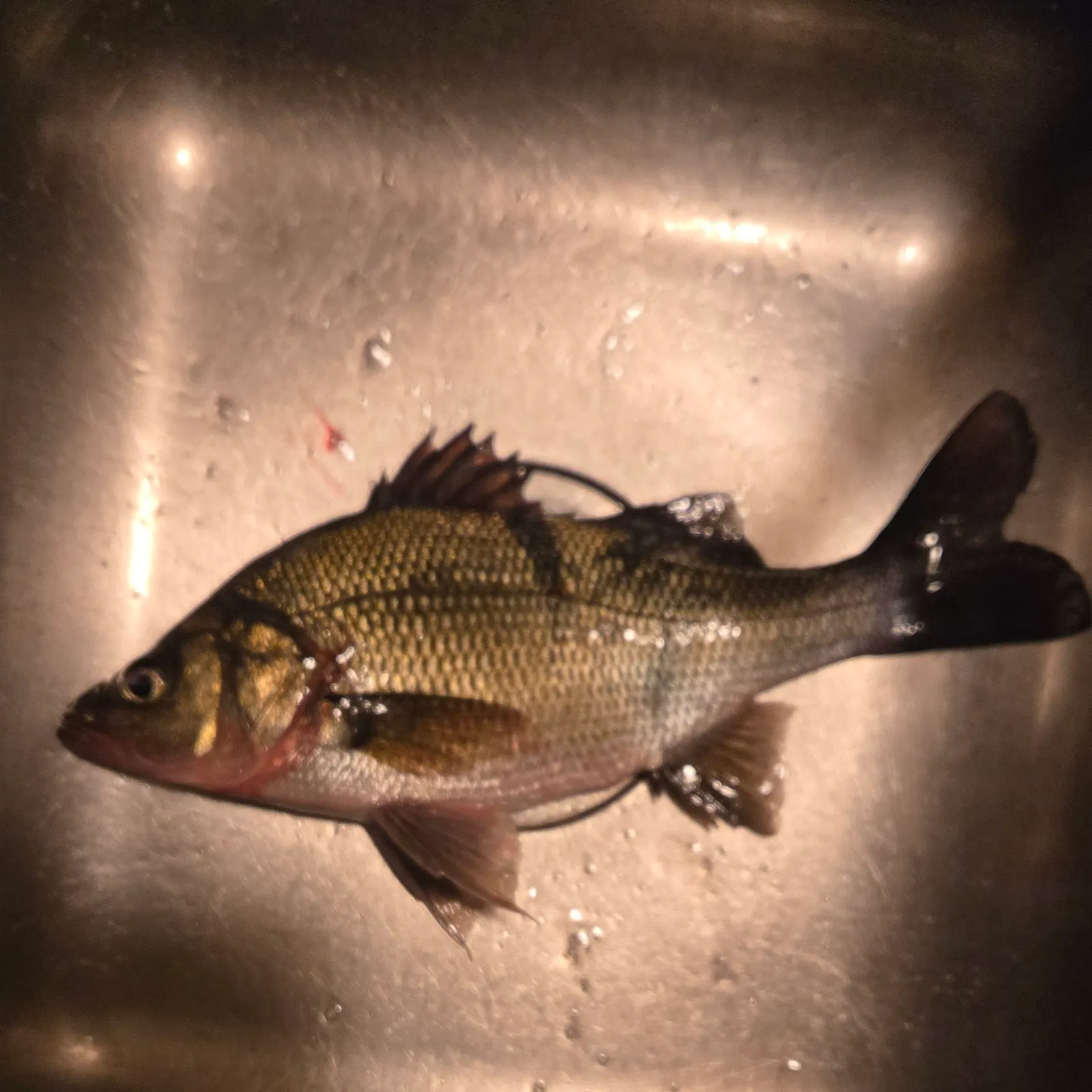 The most recent White perch catches on Fishbrain