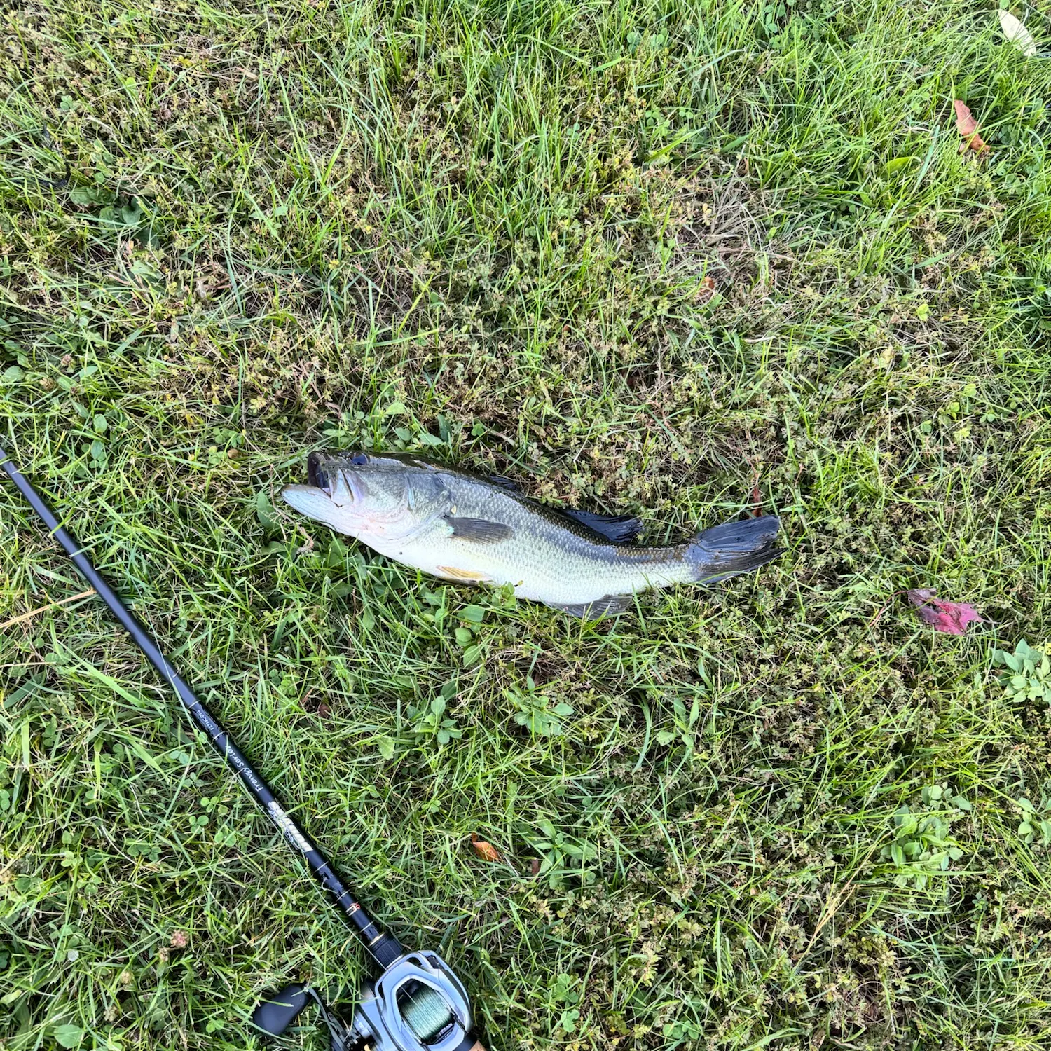 Largemouth bass caught on Fishbrain