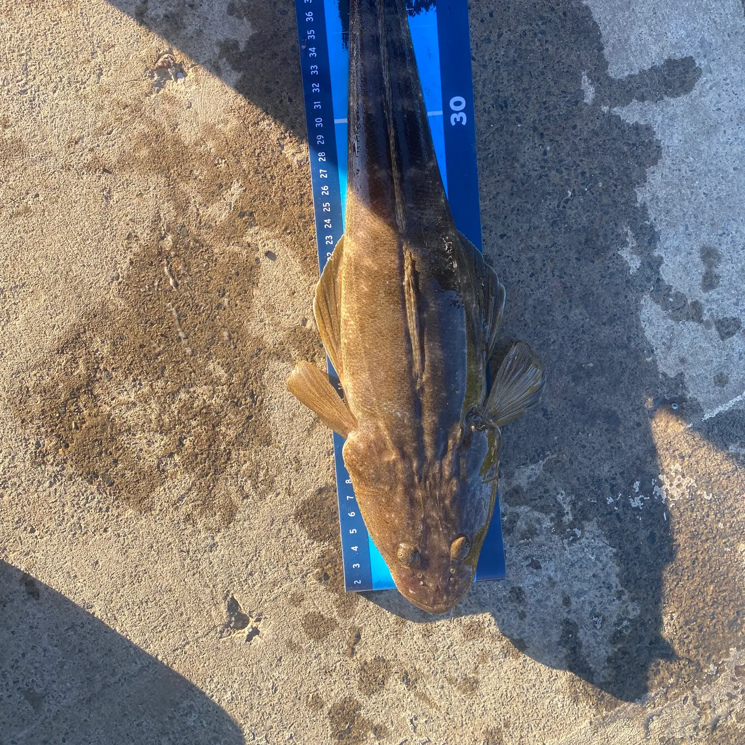 Dusky flathead caught on Fishbrain