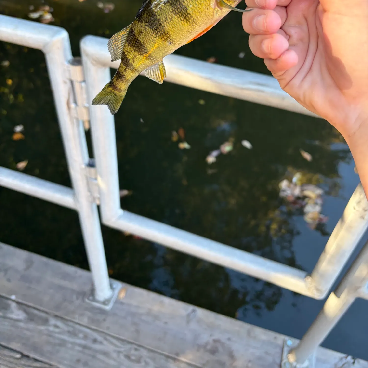 Yellow perch caught on Fishbrain