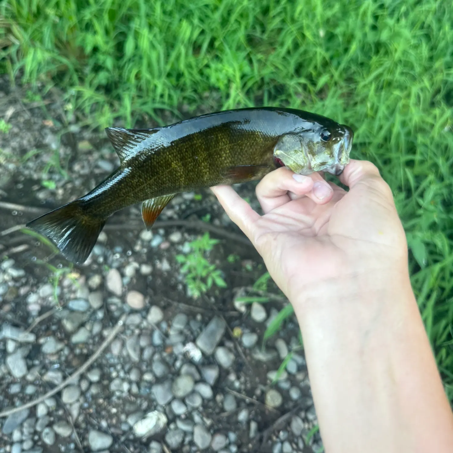 Smallmouth bass caught on Fishbrain