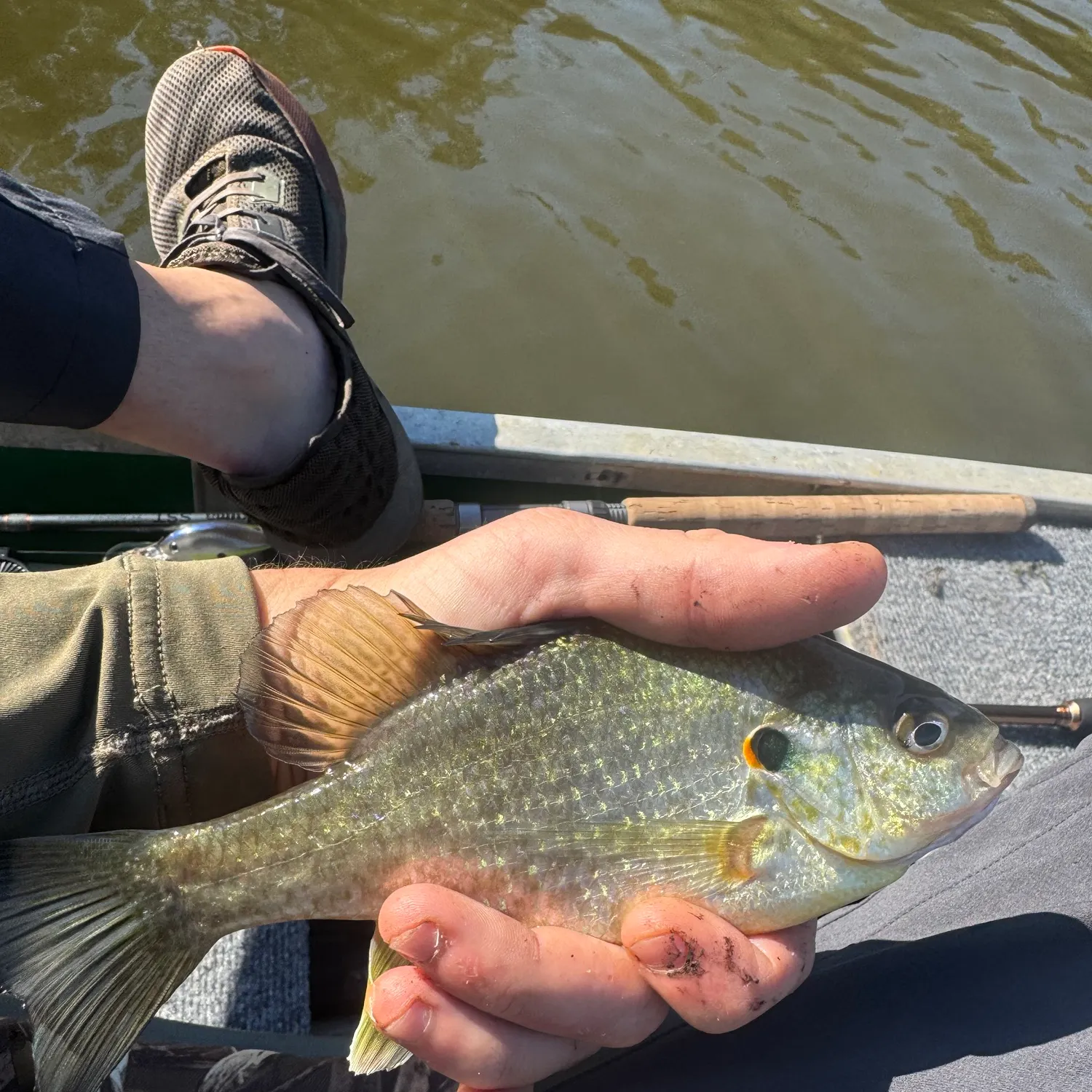 Redear sunfish caught on Fishbrain