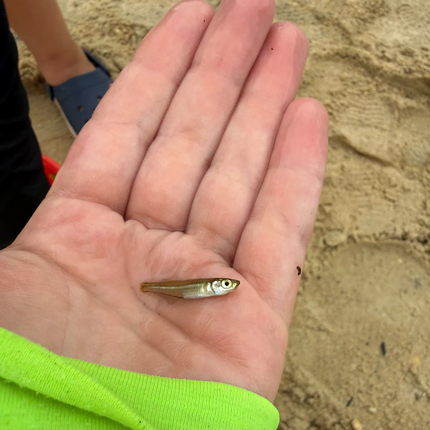 The most recent Inland silverside catches on Fishbrain
