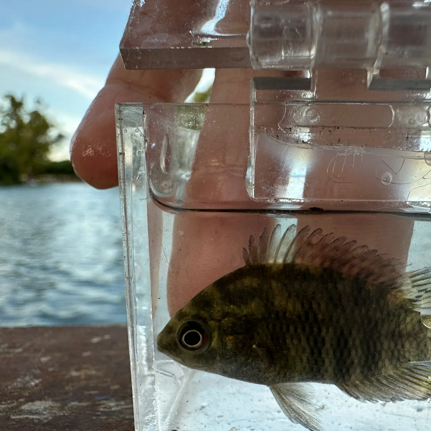 The most recent Chanchita catches on Fishbrain