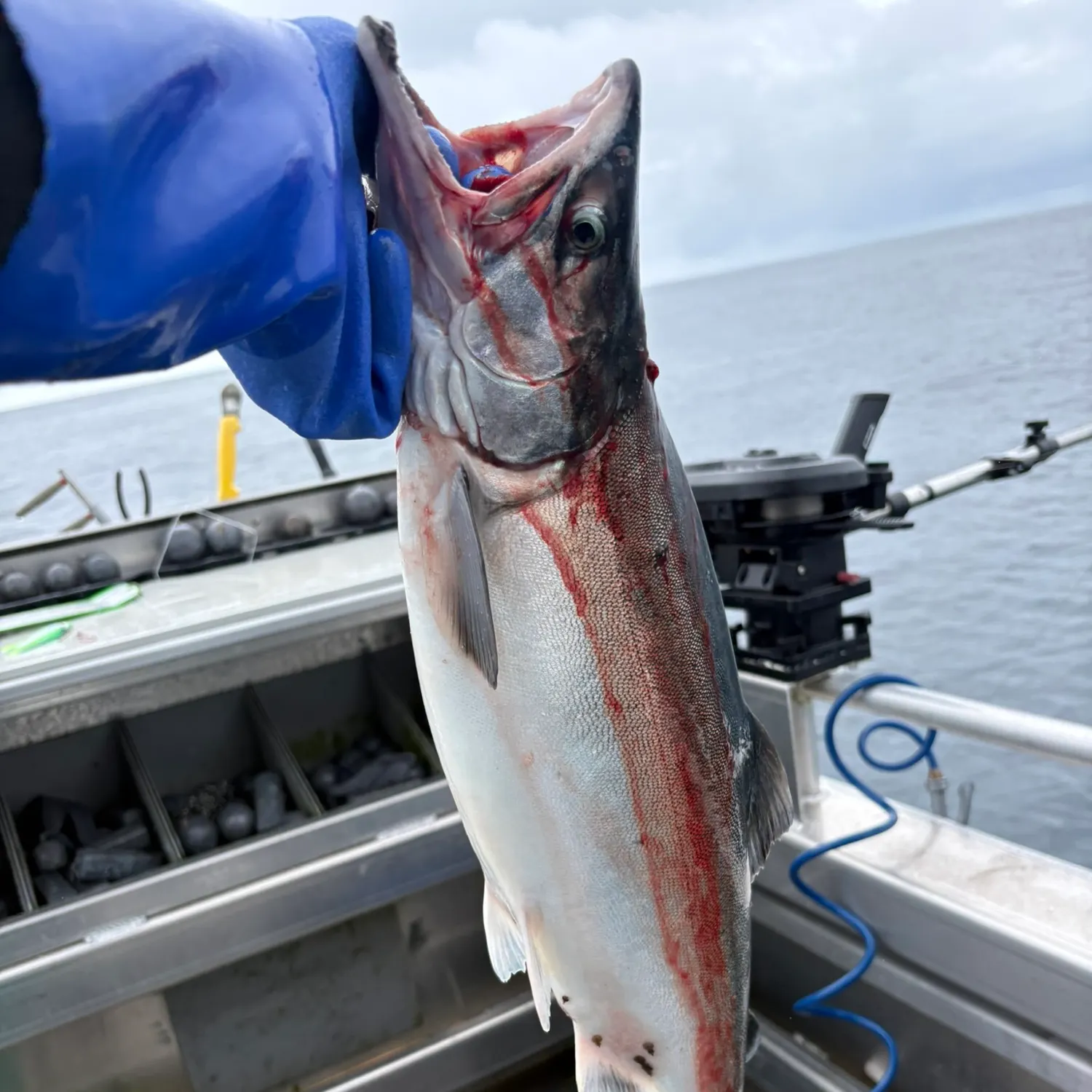 Coho salmon caught on Fishbrain