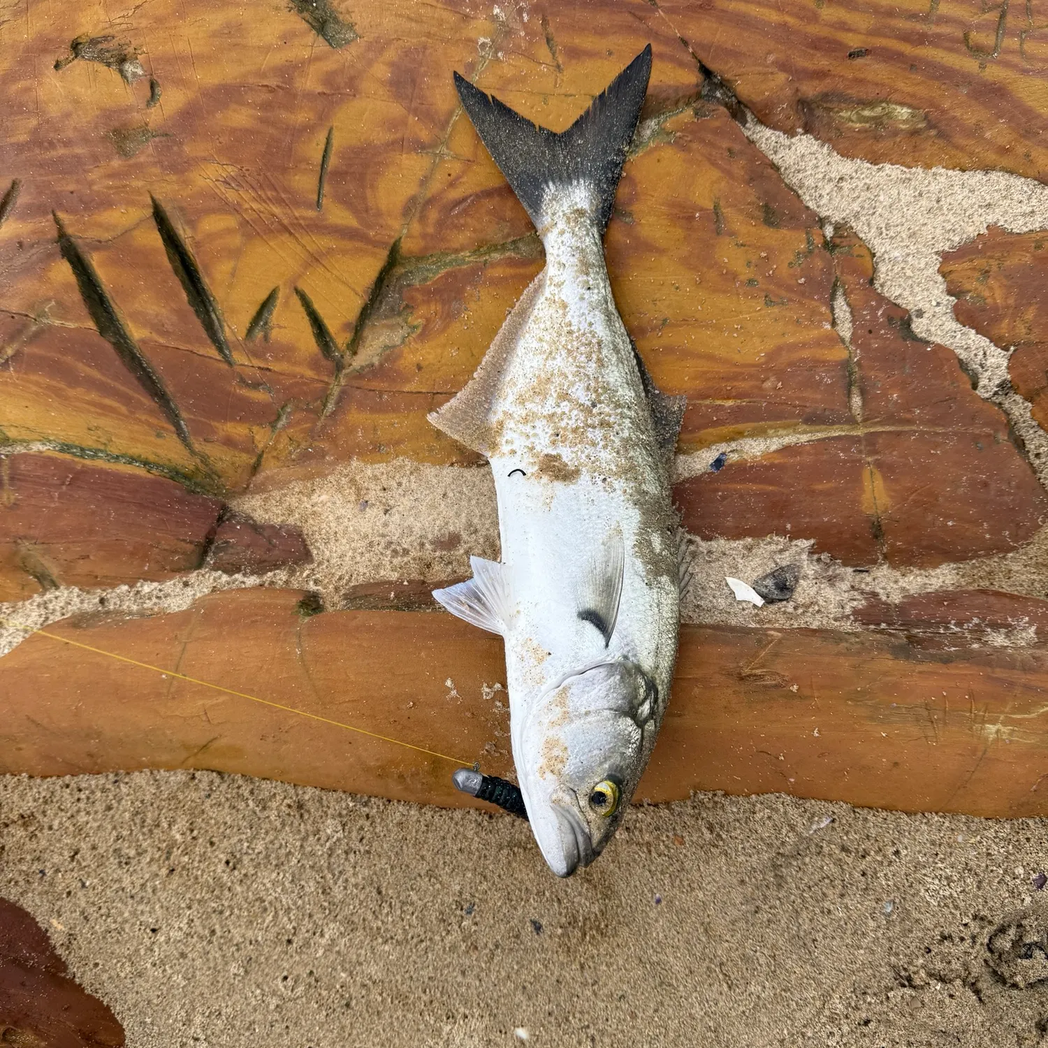 Bluefish caught on Fishbrain