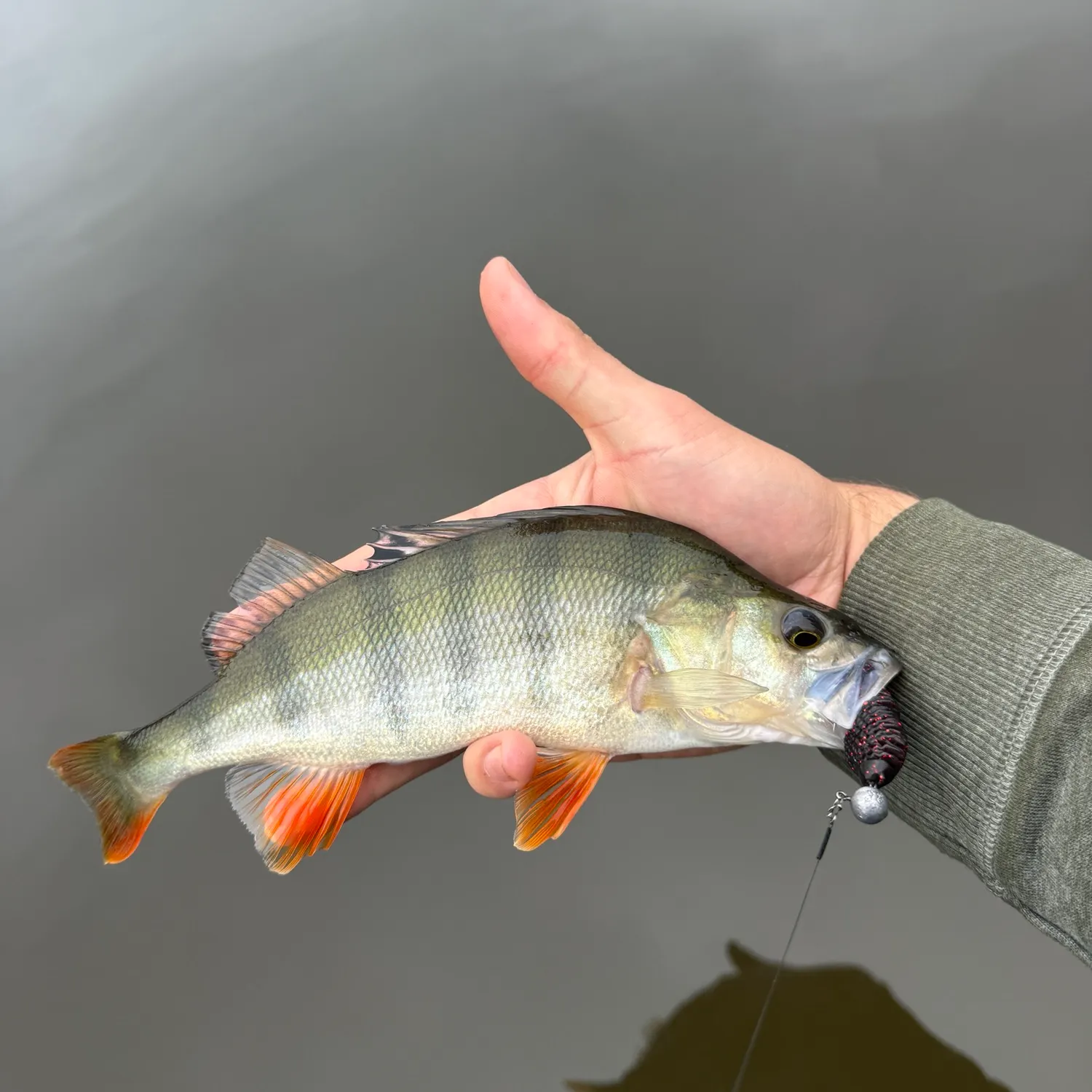 European perch caught on Fishbrain