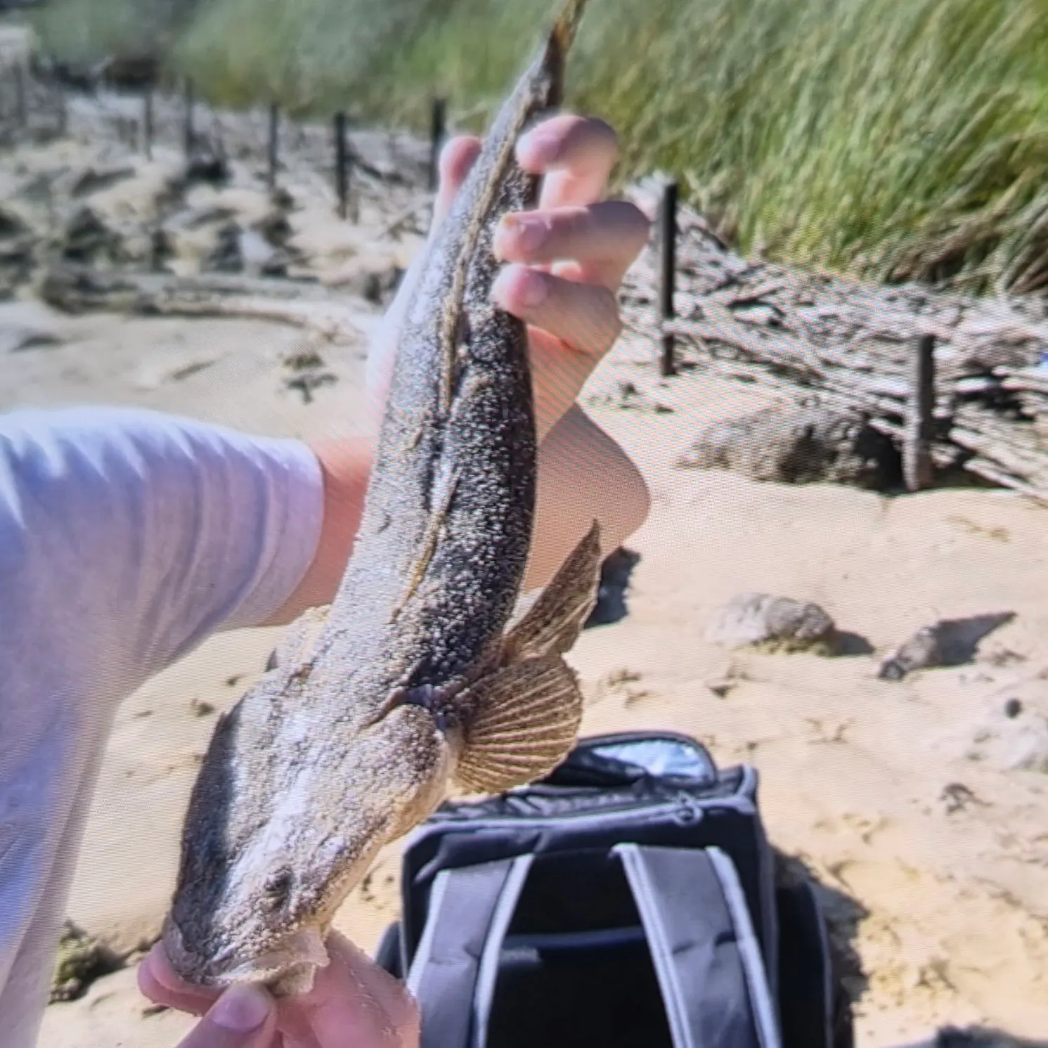 The most recent Bartail flathead catches on Fishbrain