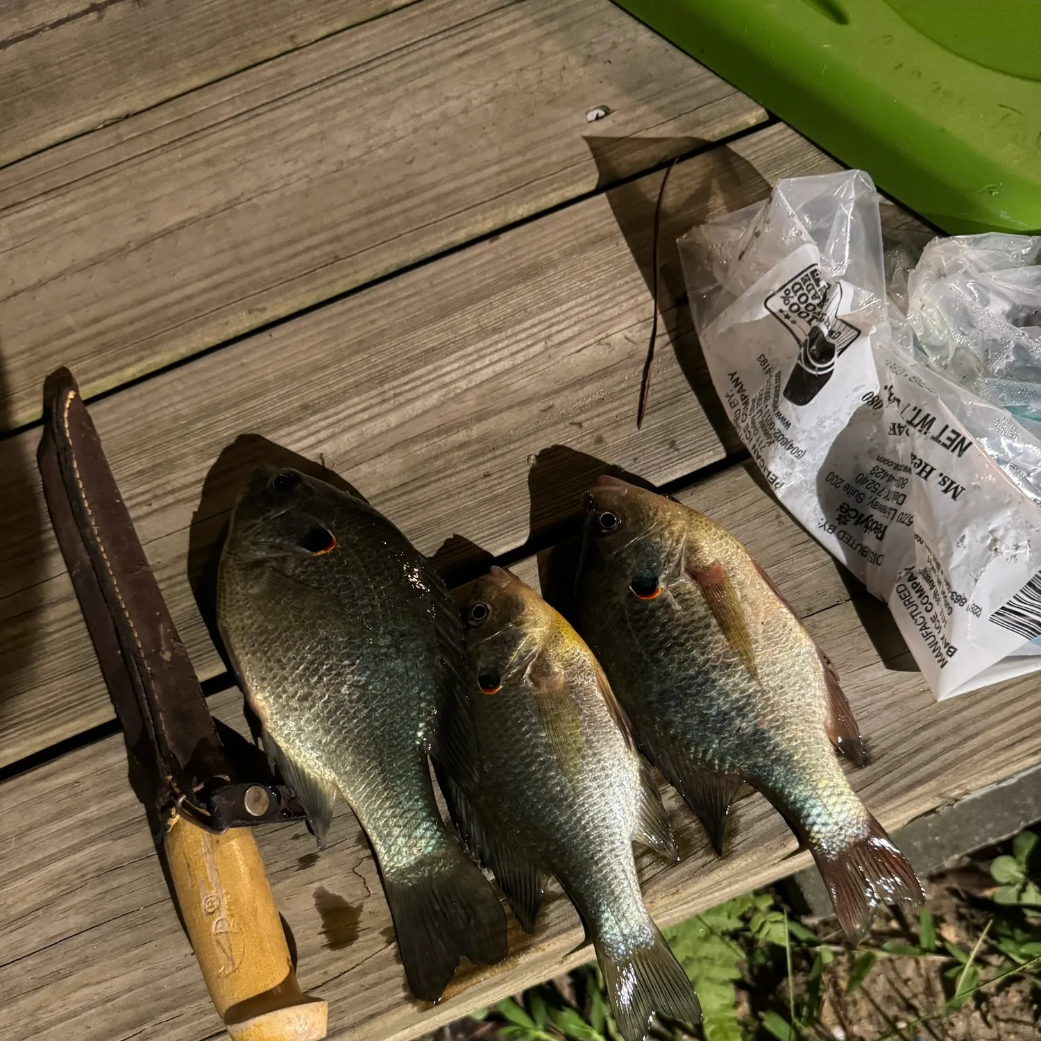 recently logged catches