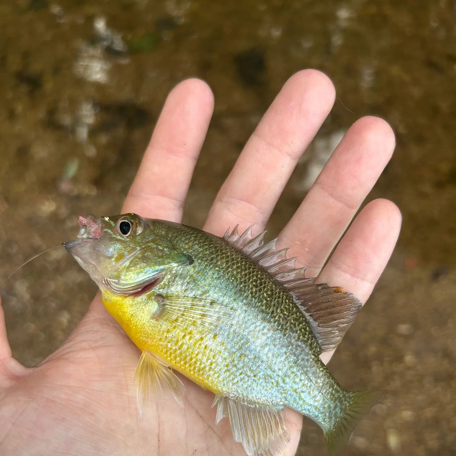 The most recent Redbreast × green sunfish catches on Fishbrain