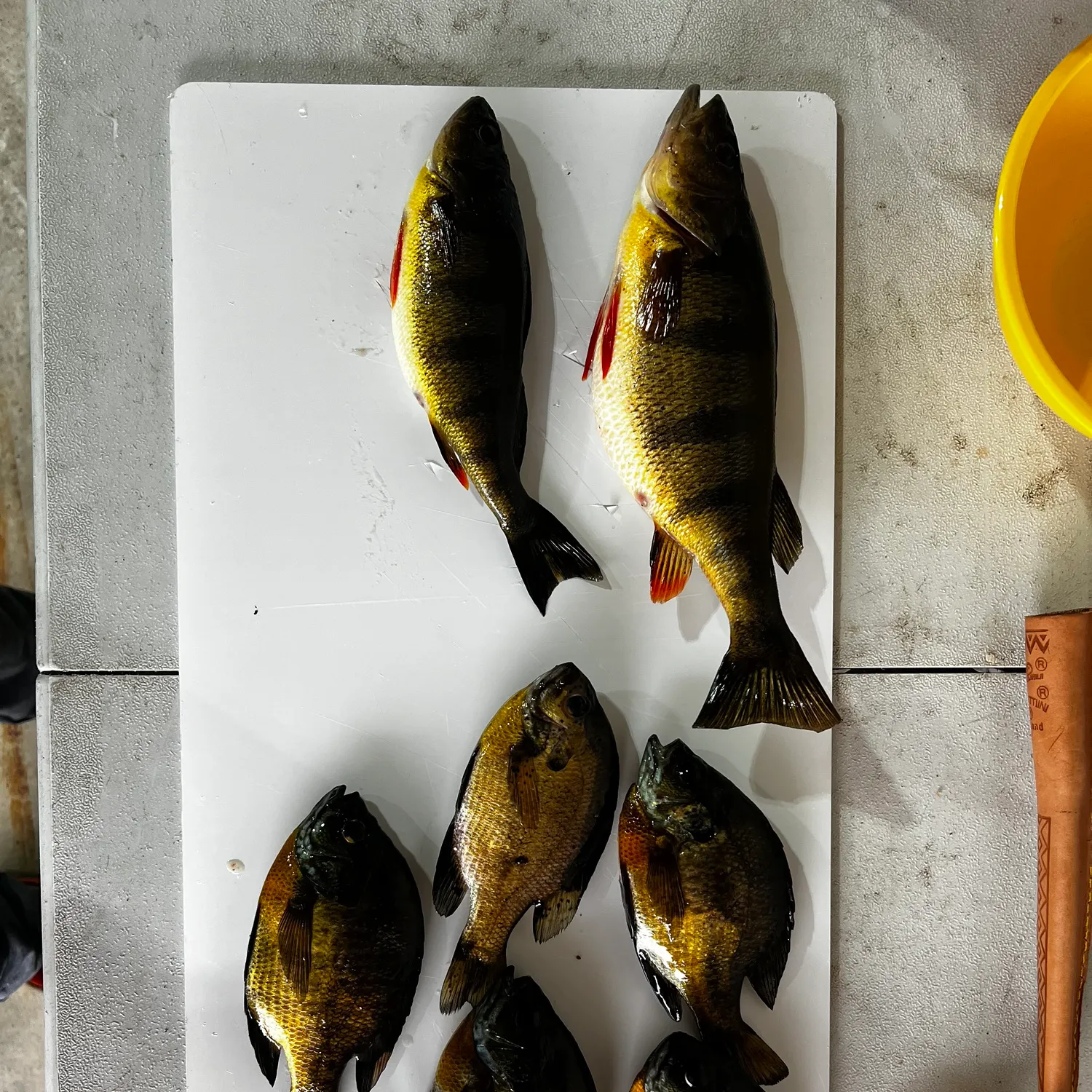 recently logged catches