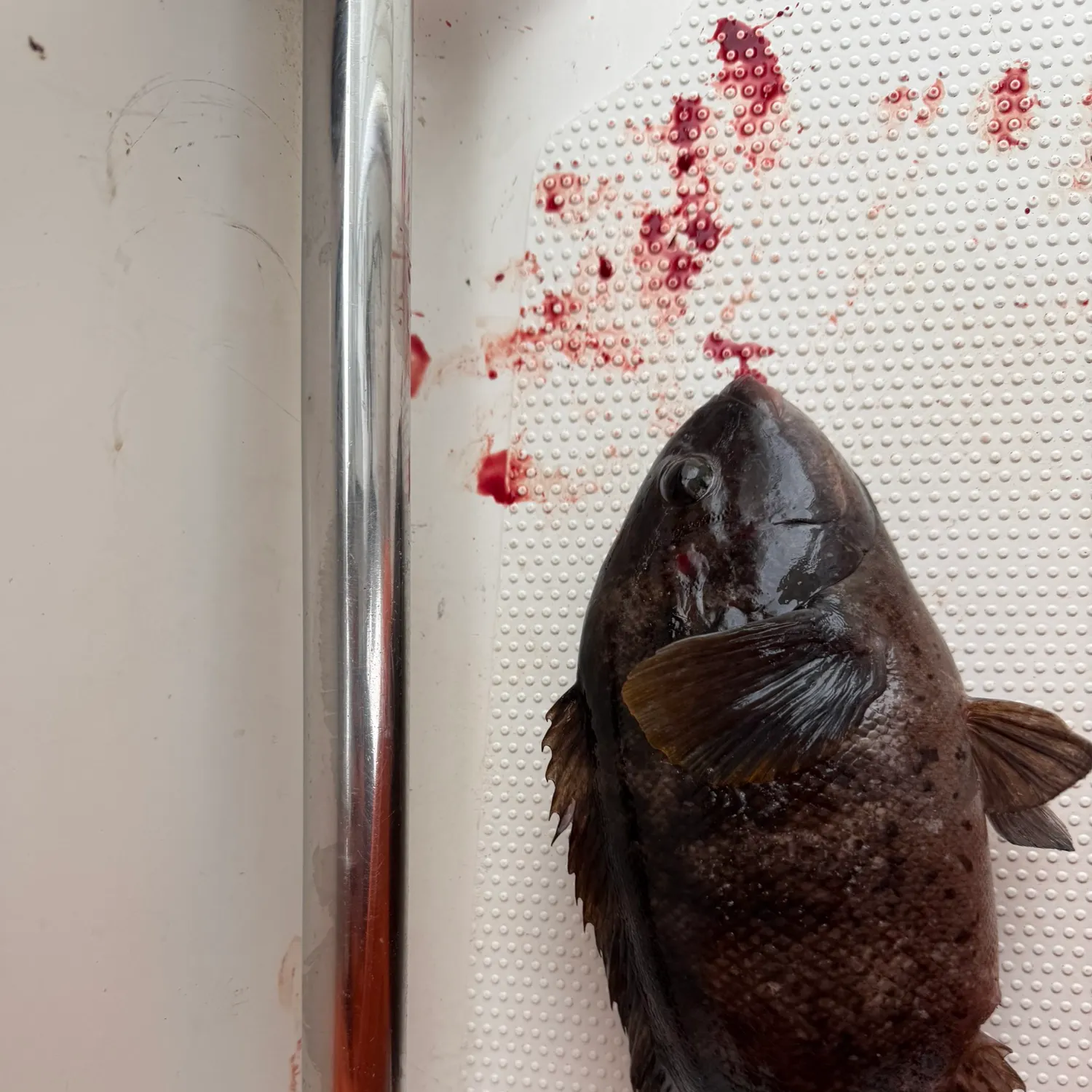Tautog caught on Fishbrain